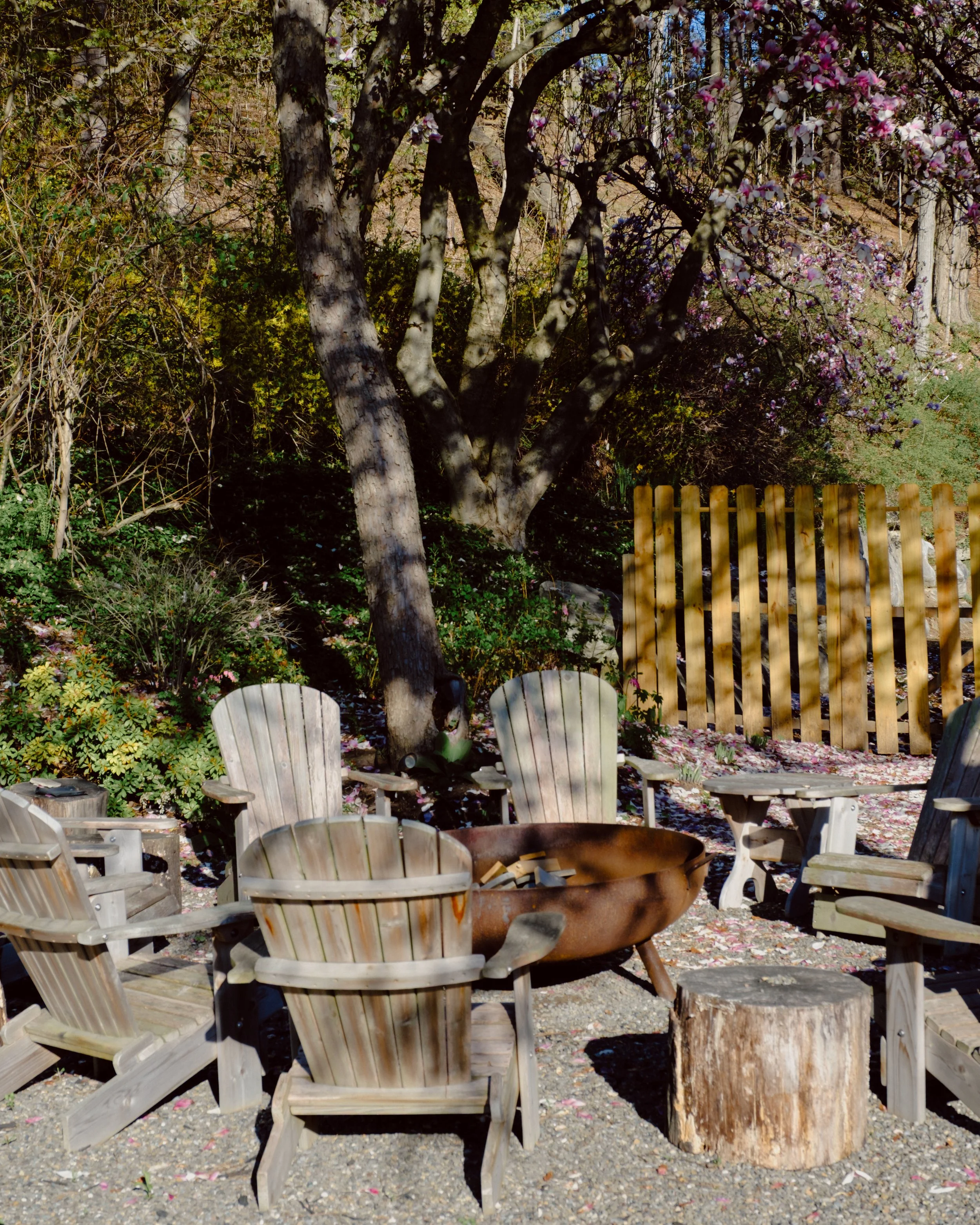 An outdoor scene with wooden chairs arranged in a circle around a metal fire pit. Behind the chairs, there are trees and blooming pink flowers, with a wooden fence in the background.