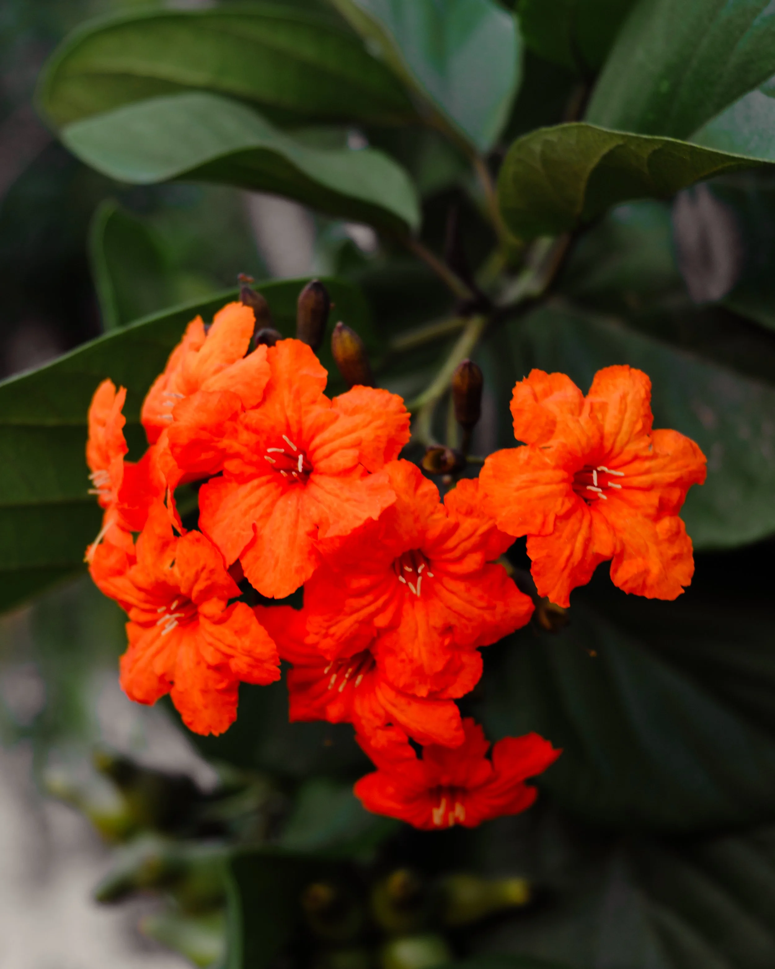 DSCF5136.jpg
