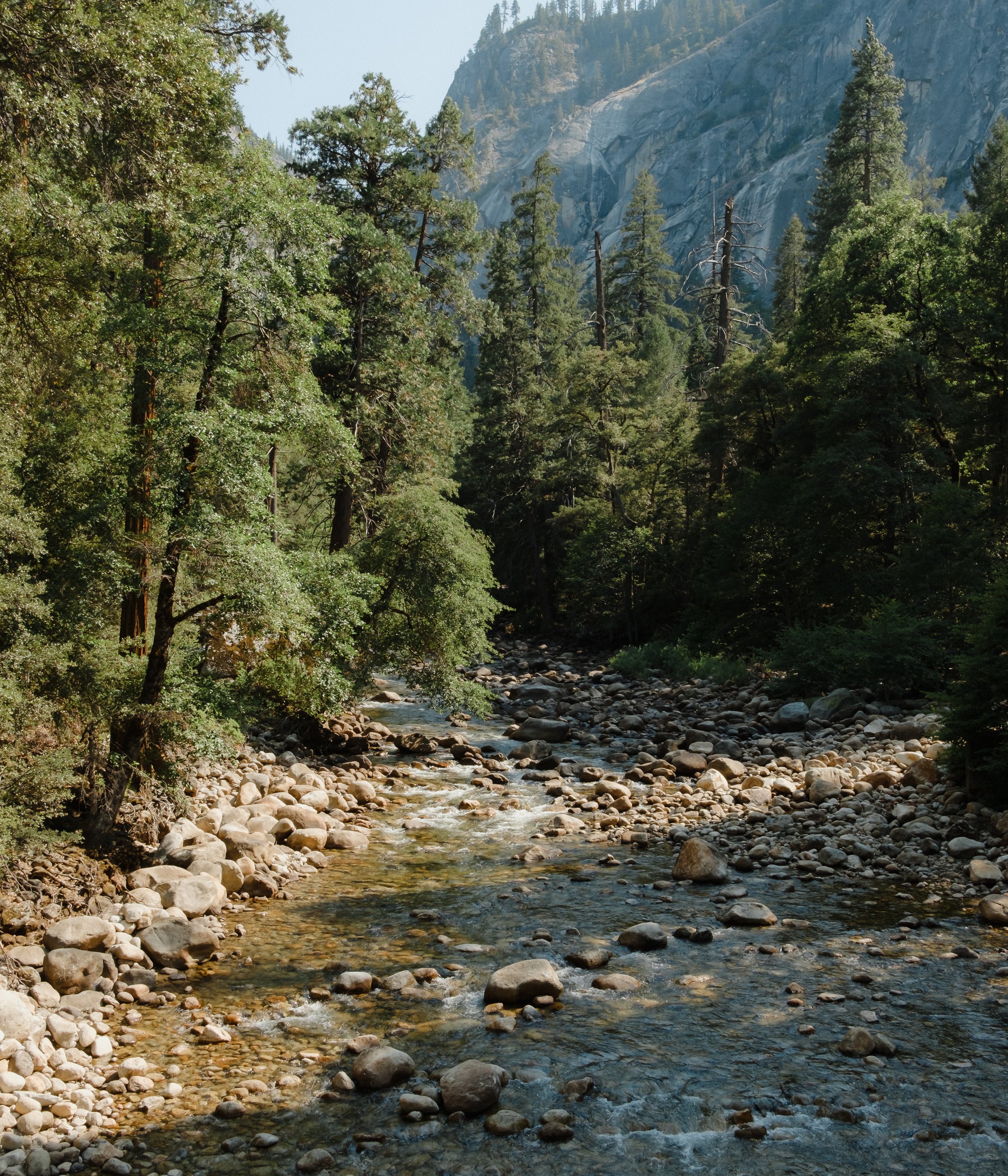 A mountain stream flowing through a forest with tall pine trees and rocky banks, with mountains visible in the background.
