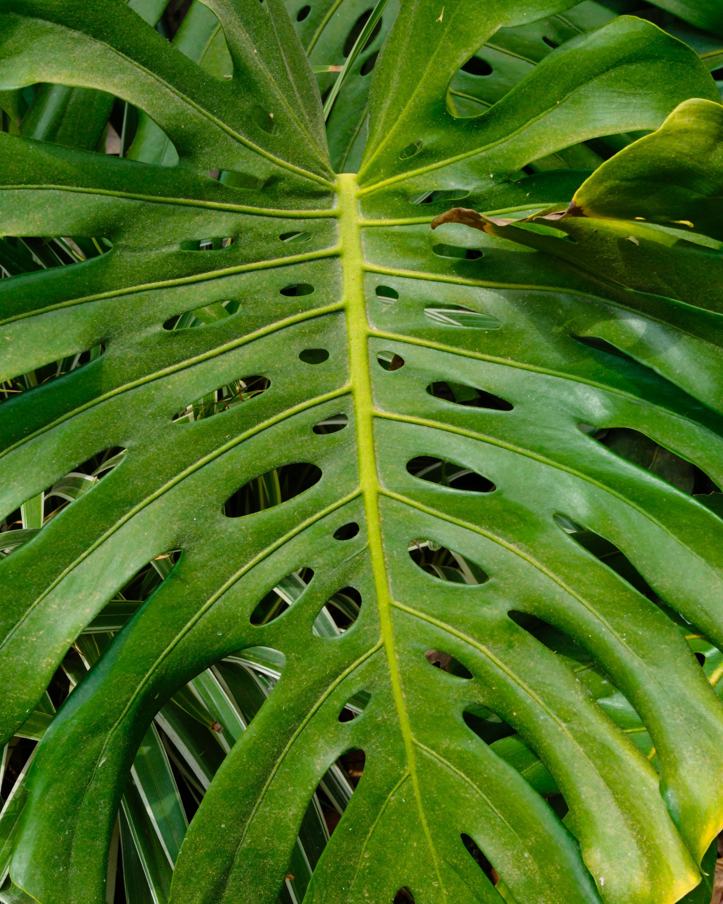 DSCF5003.jpg