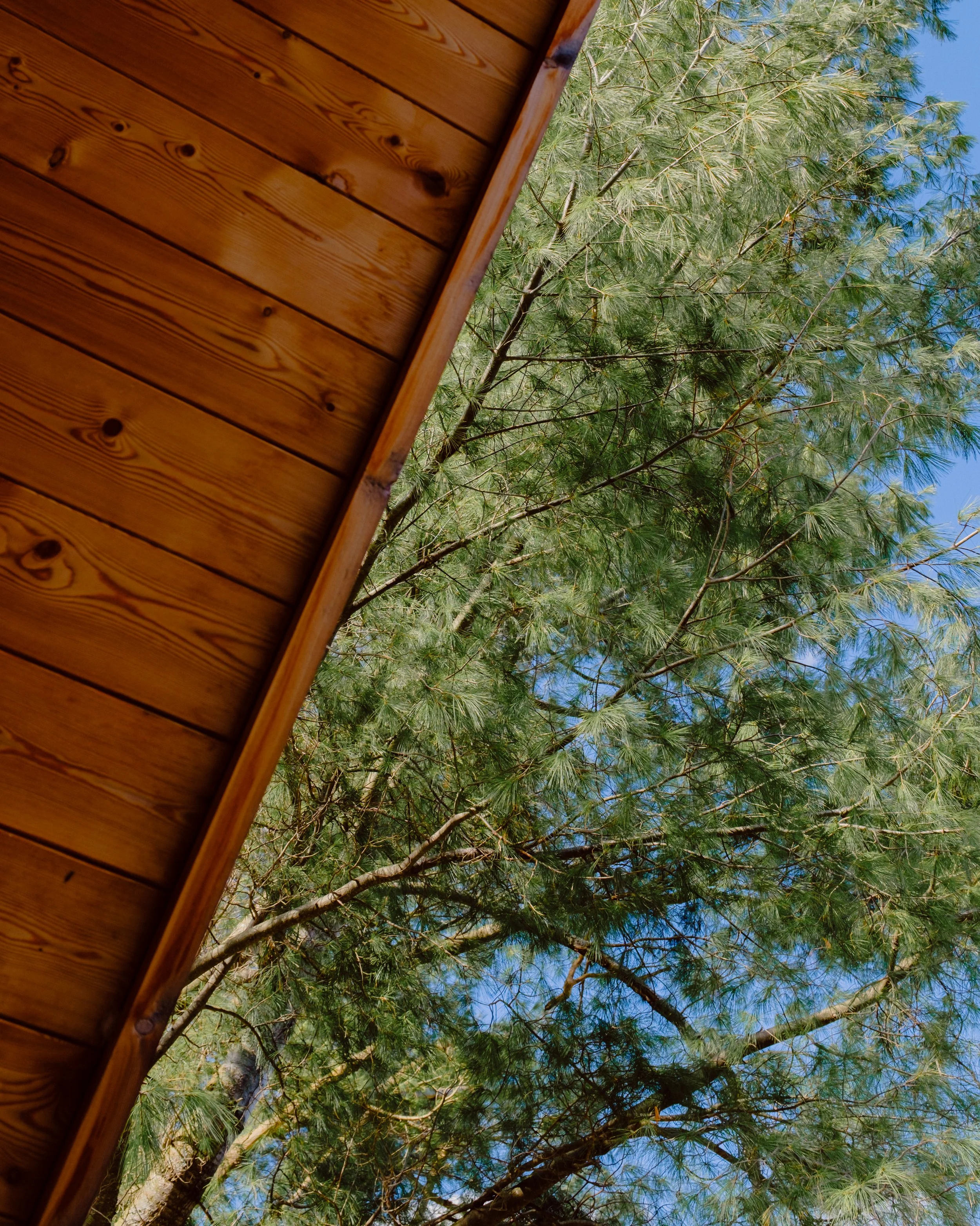 A close-up view from the ground looking up at a large tree with green pine needles and a bright blue sky visible in the background. Part of a wooden structure, possibly a roof or a deck, is in the foreground on the left side of the image.