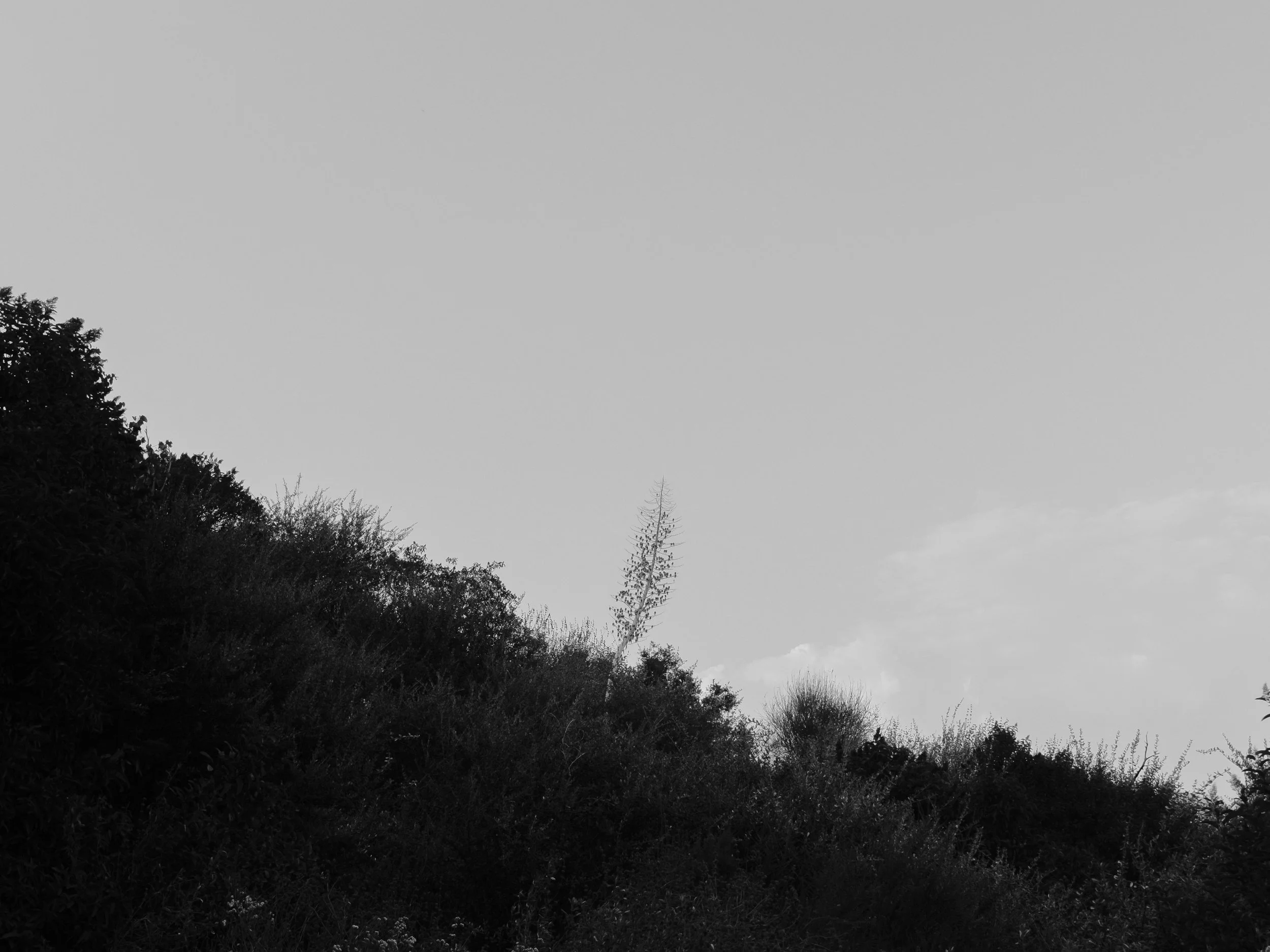 DSCF8511.jpg
