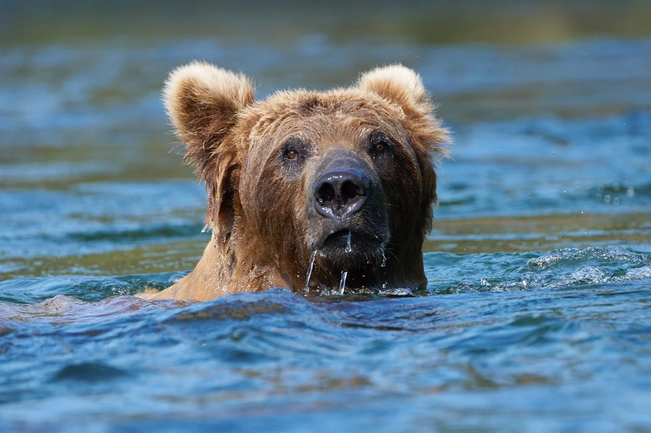 Cold Plunge