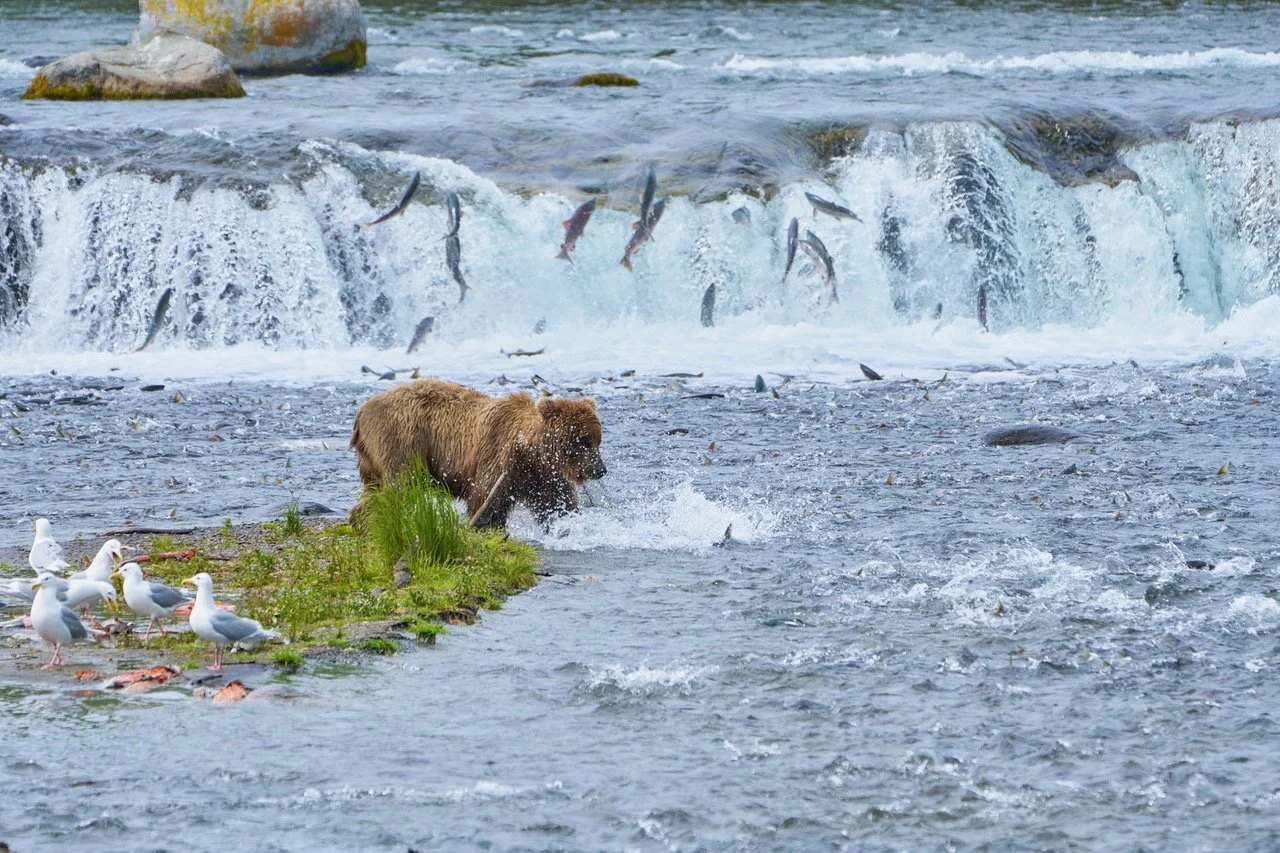 Where the Wild Runs