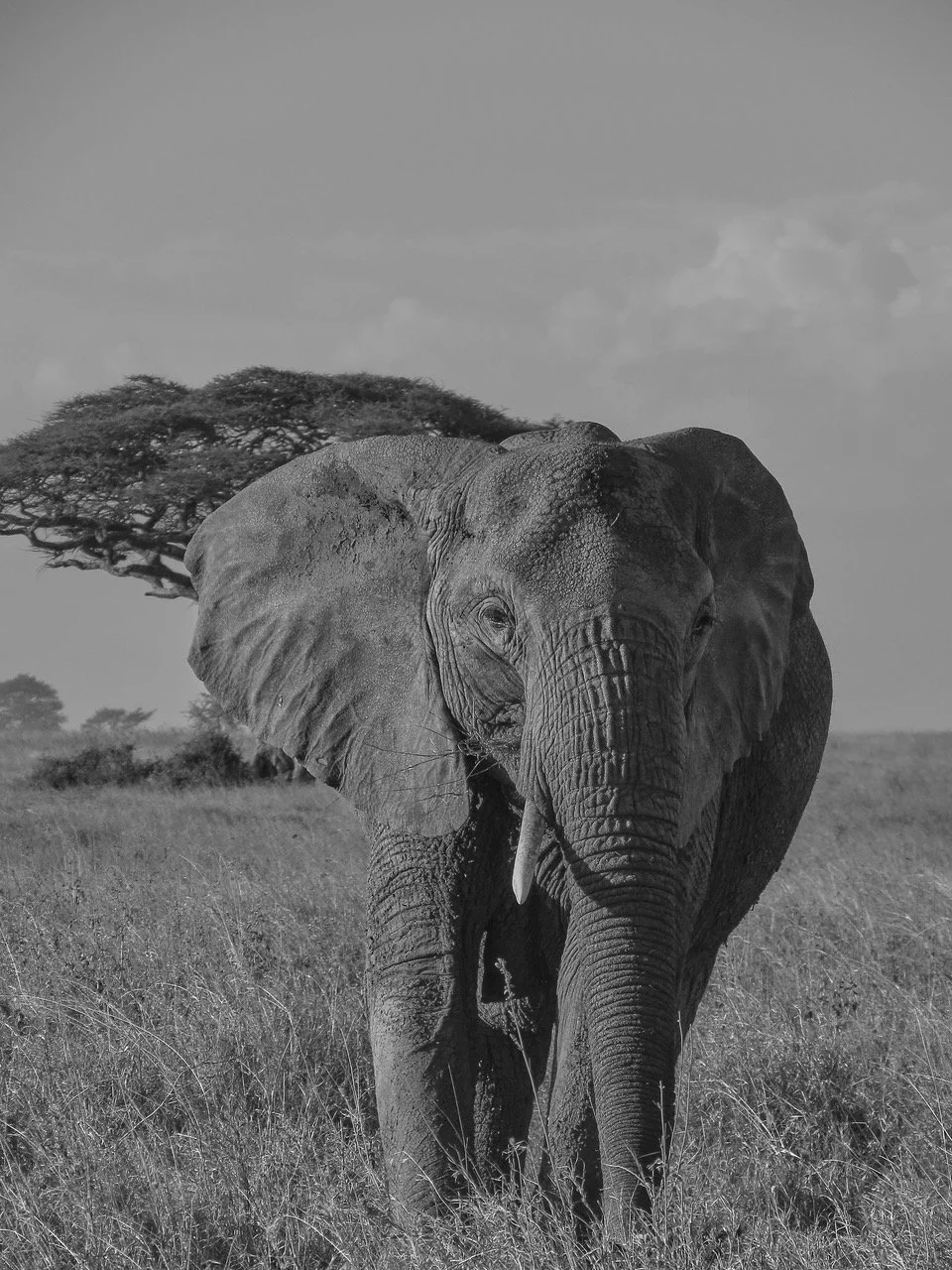 Elephant of the Serengeti