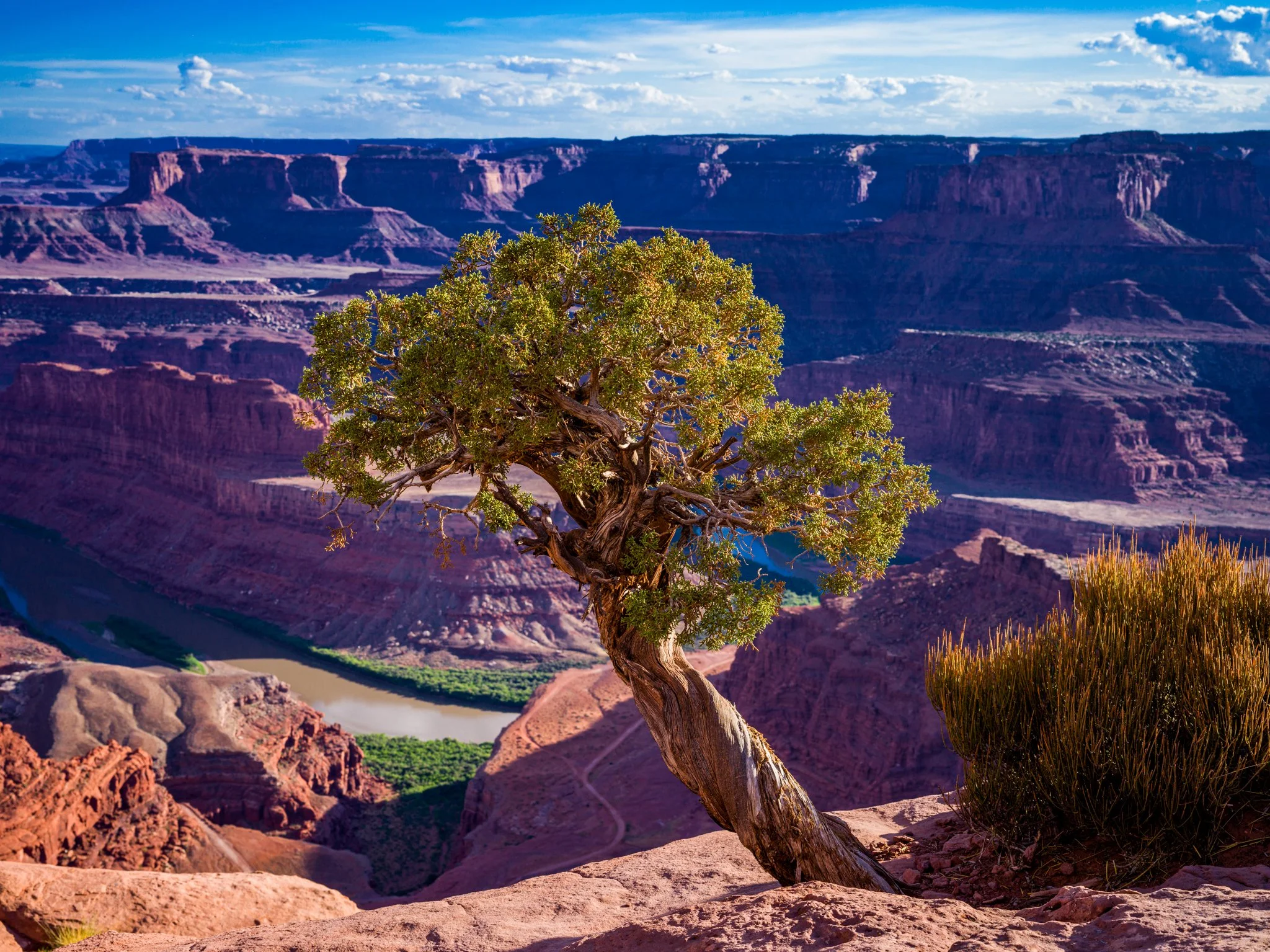 Utah Juniper at Deadhorse Point - Deadhorse Point, Utah