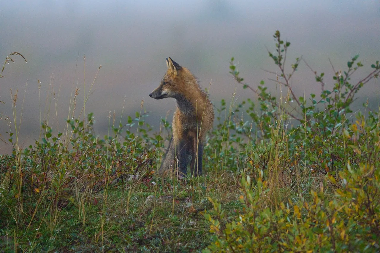 Alone In the Mist