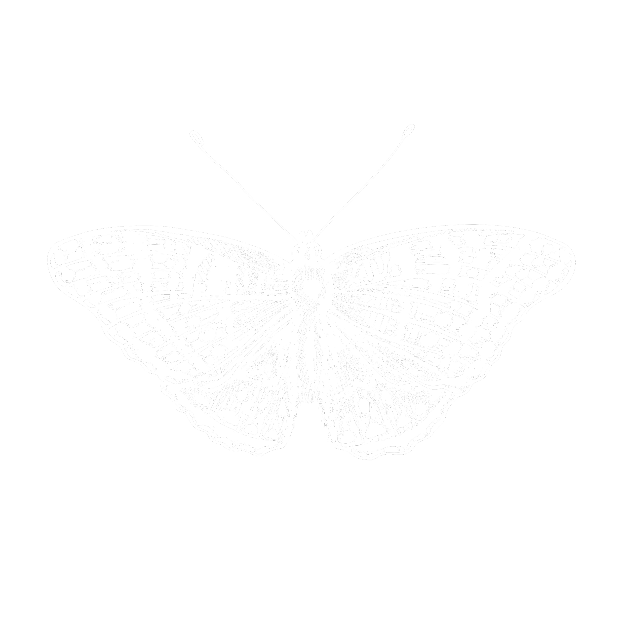White line drawing of a butterfly's front view, showing detailed wings, antennae, and body on a black background.
