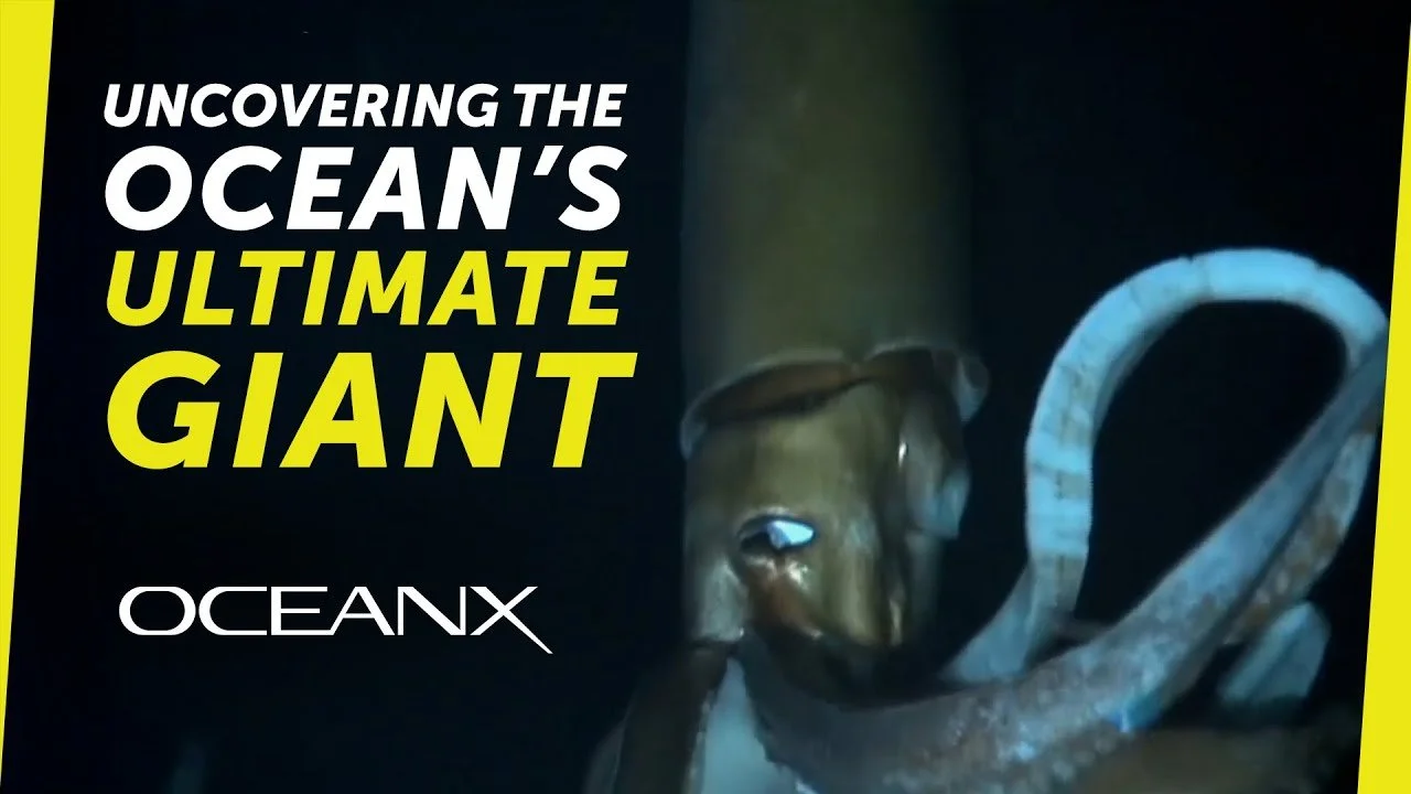 Uncovering the Ocean's Ultimate Giant | OceanX