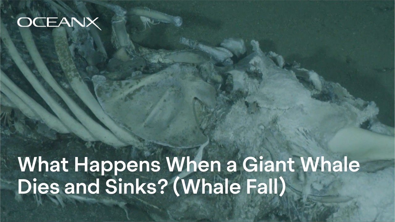 What Happens When a Giant Whale Dies? | OceanX