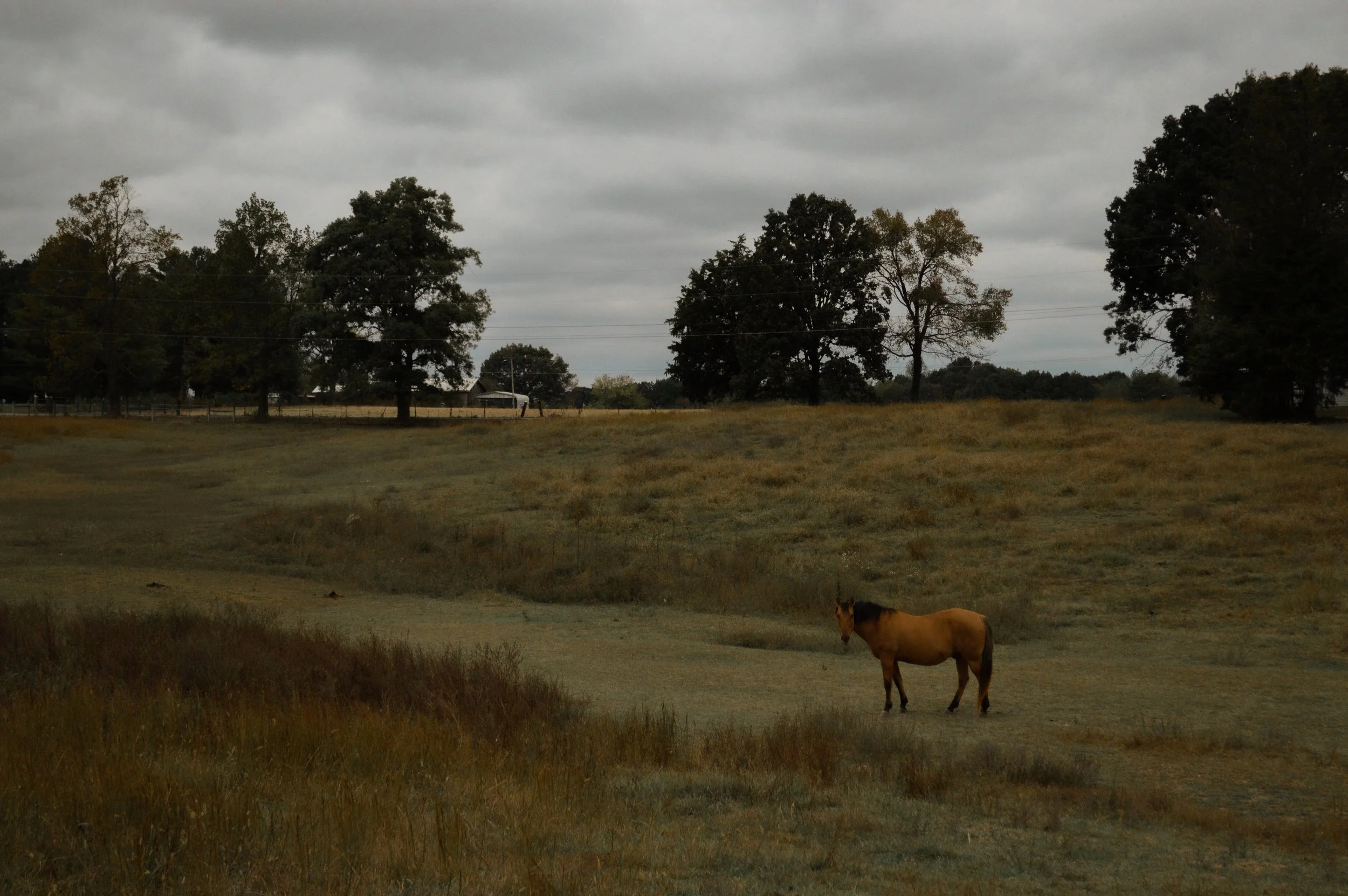 A horse standing on a grassy field with scattered trees under a cloudy, overcast sky.