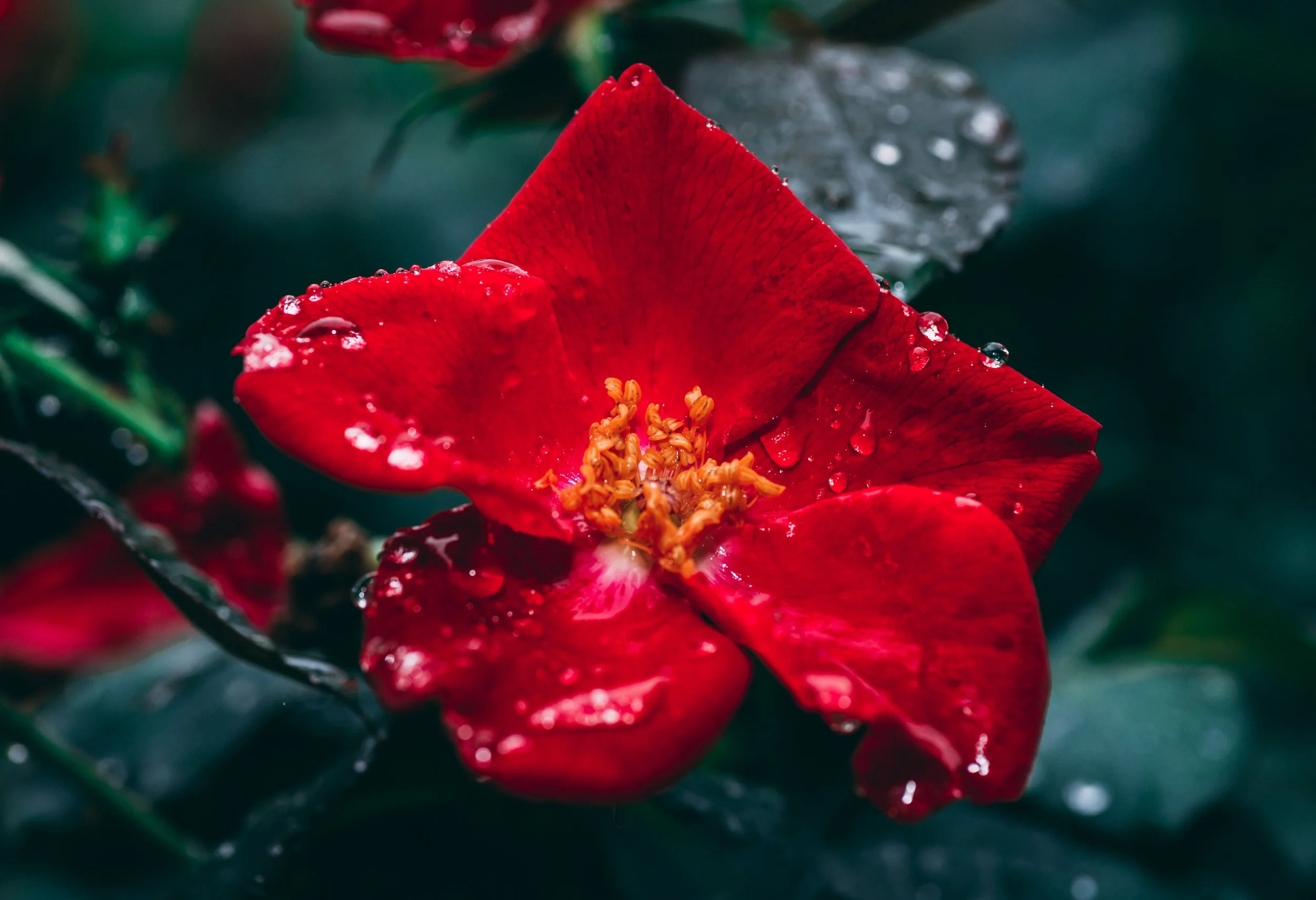Portfolio-Nature-8.jpg