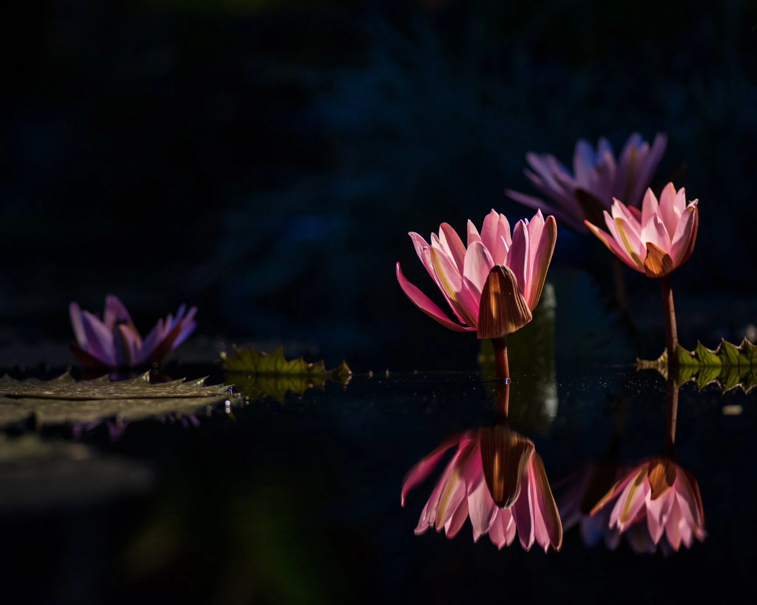 Portfolio-Nature-9.jpg
