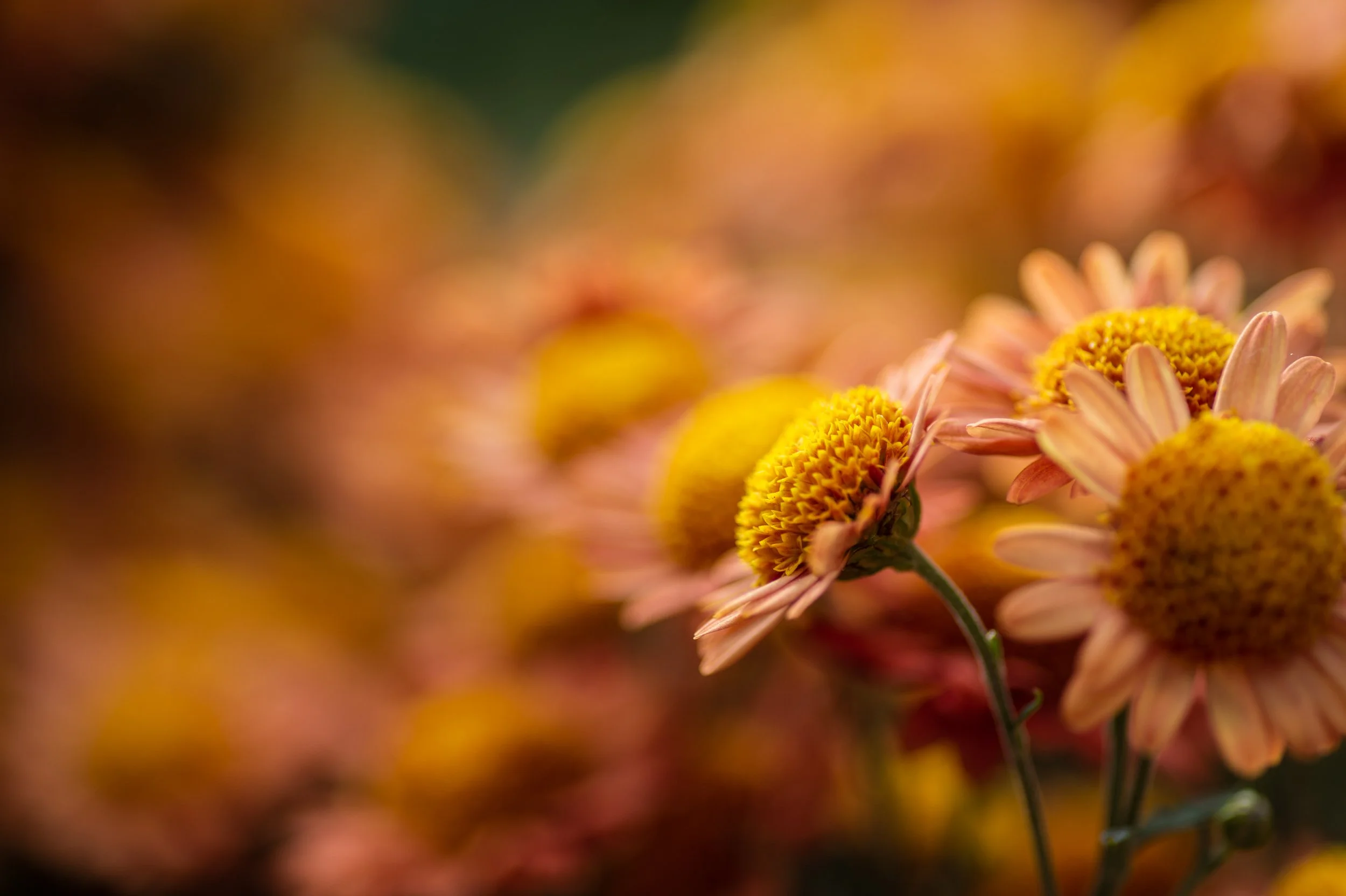 Portfolio-Nature-12.jpg