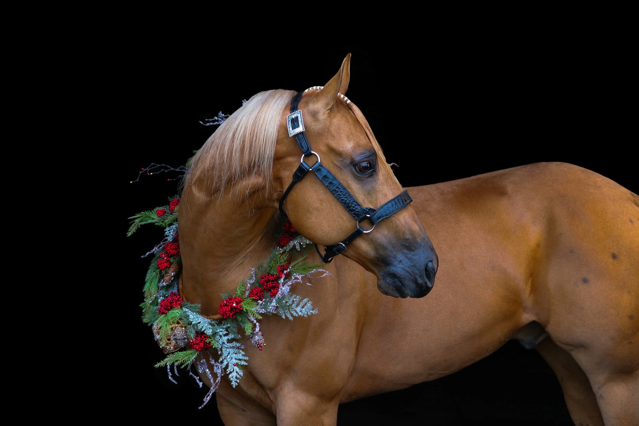 Christmas / Holiday Photography