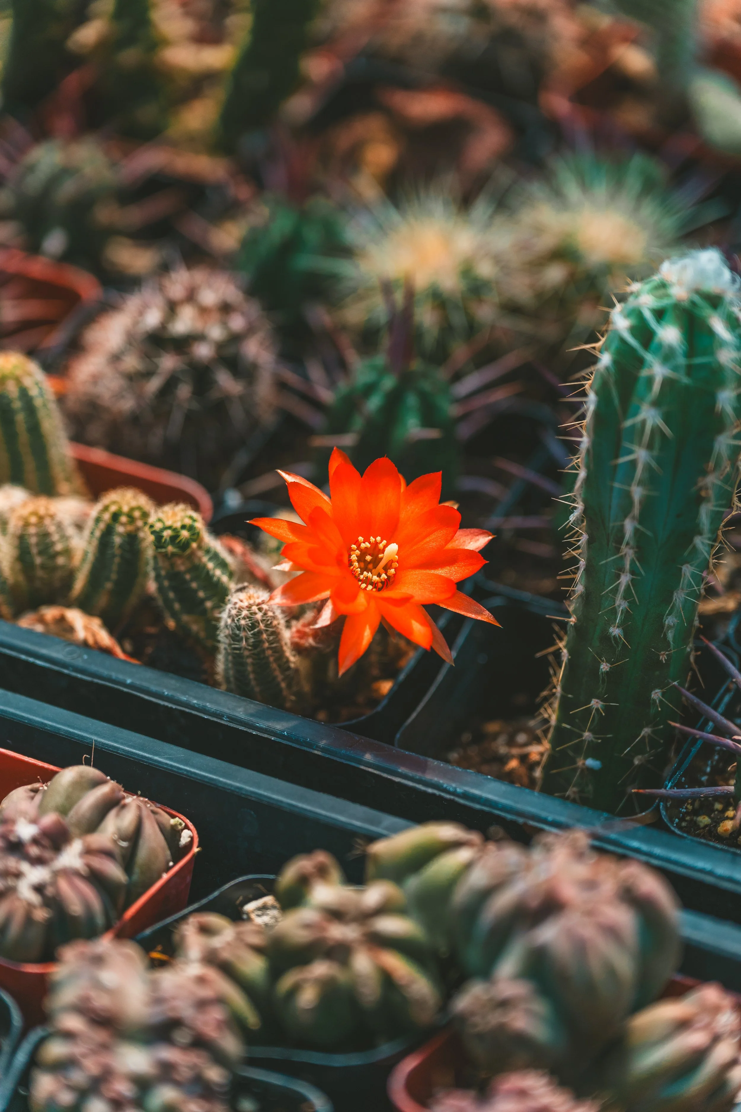Yaquina Succulent Farm - Credit - Sterling1.jpg