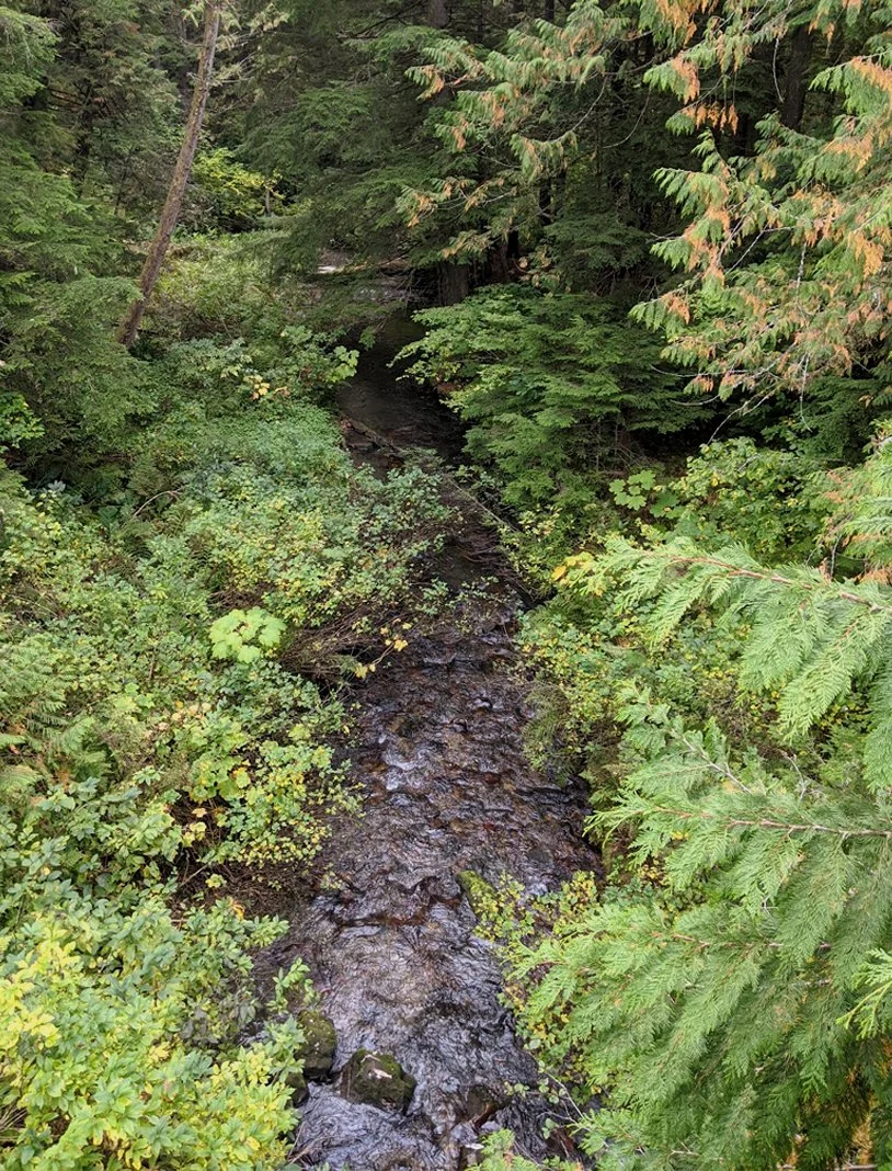 Small stream flowing through dense evergreen forest surrounded by lush ferns and undergrowth