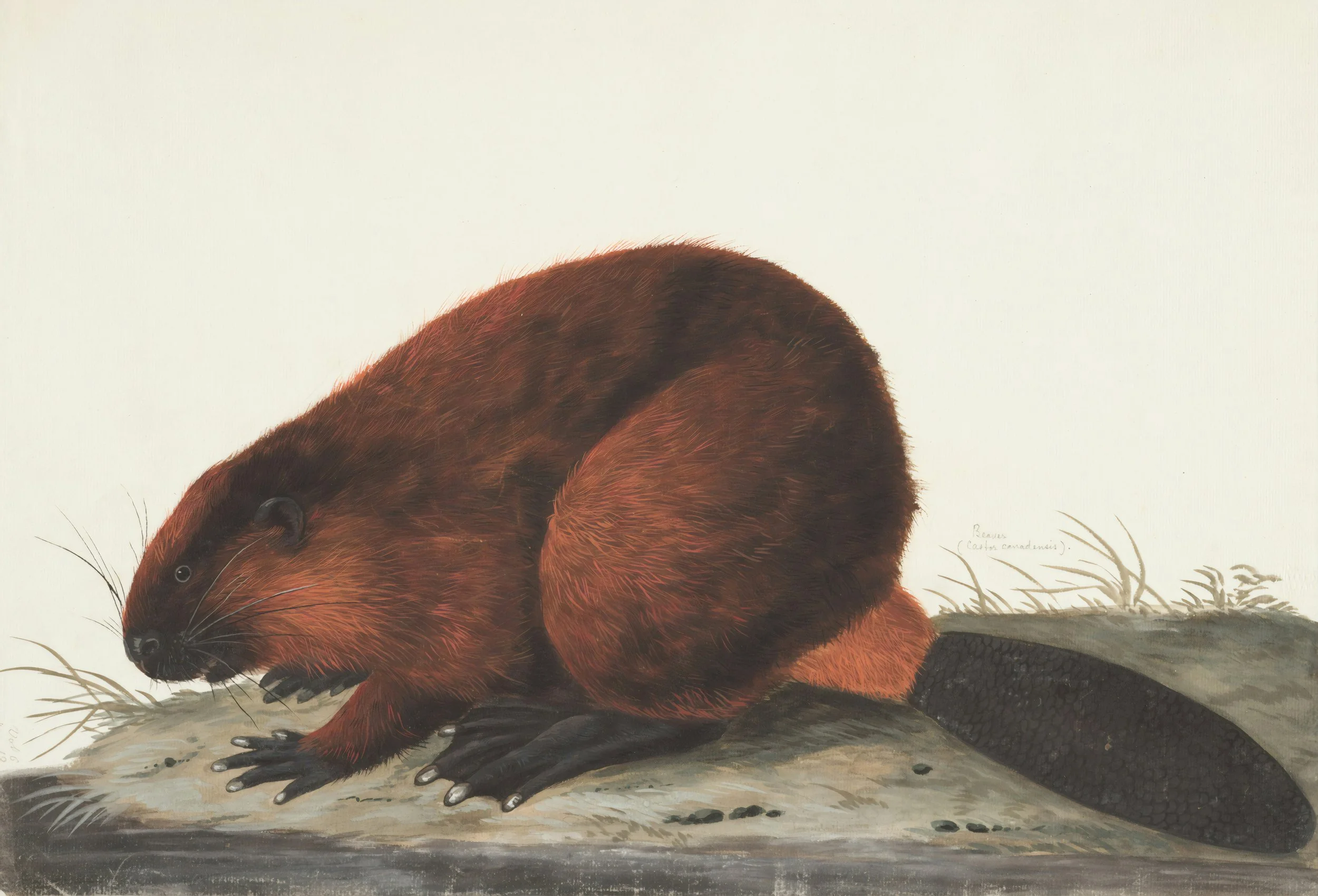 Vintage scientific illustration of a North American beaver, Castor canadensis, crouching beside a large flat tail.