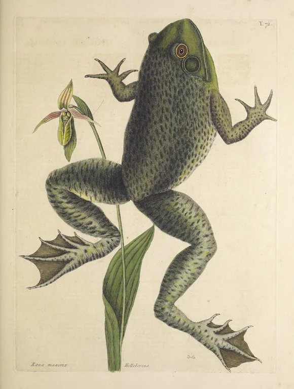Vintage natural history illustration of a clawed frog perched on a flowering plant, showing webbed feet and spotted green-brown skin.