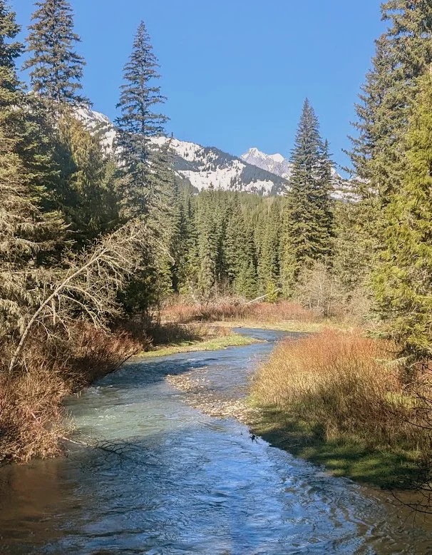 Mountain stream winding through an evergreen forest beneath snow-capped peaks on a clear day