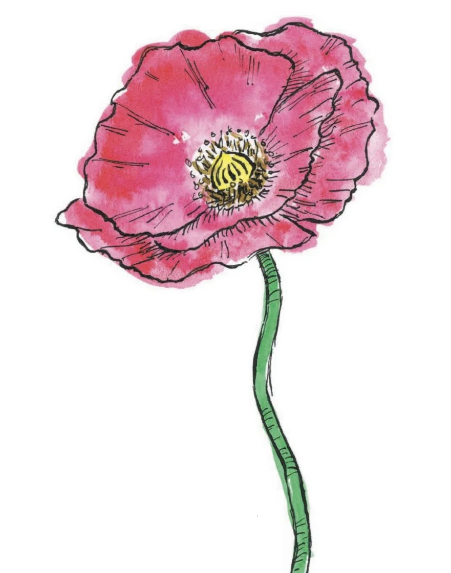 poppy-flower.jpg