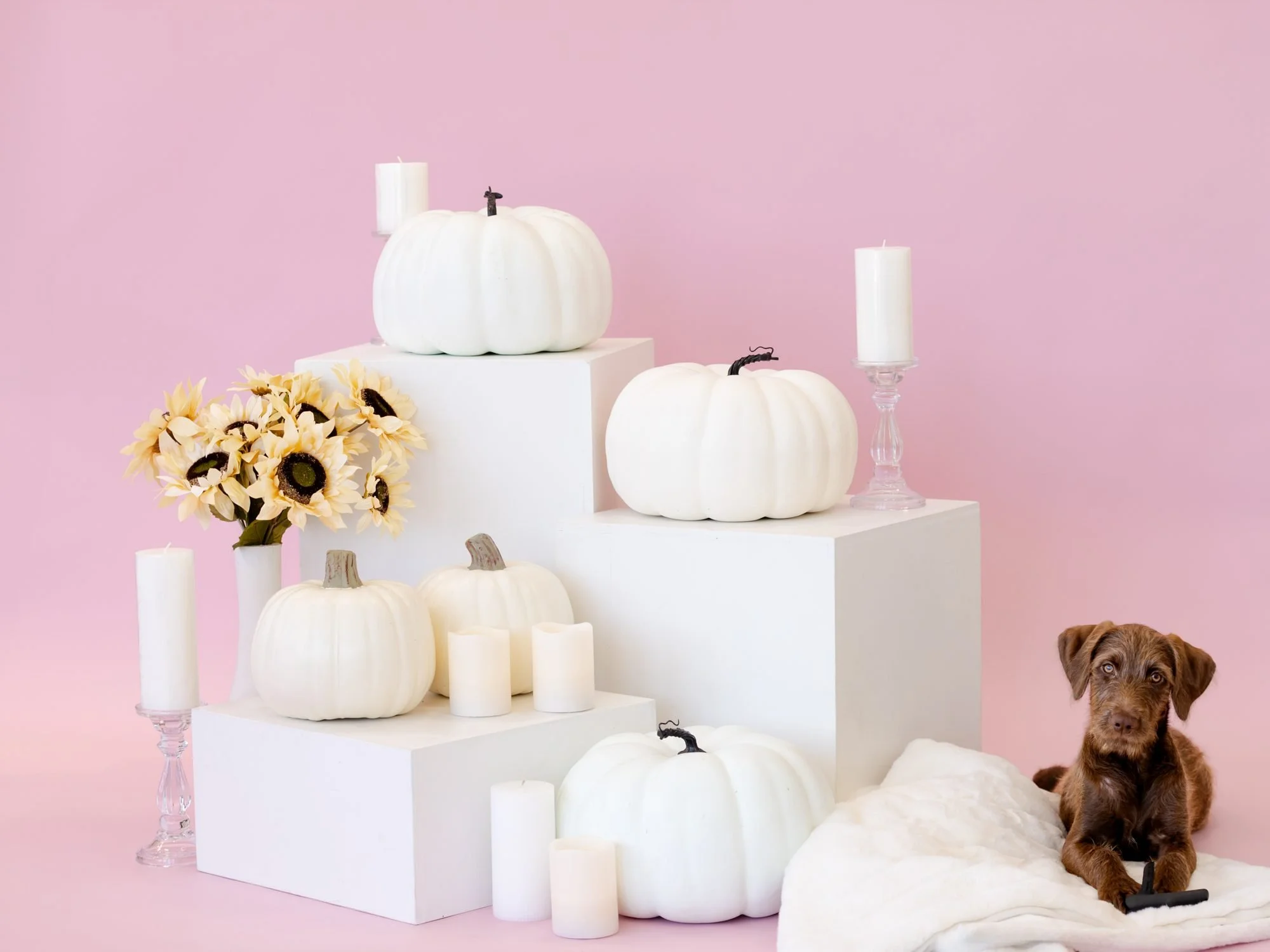 White pumpkins arranged on white platforms against a pink background, with a brown dog sitting on a white fabric near the right bottom corner, and sunflowers in a white vase on the left bottom side.