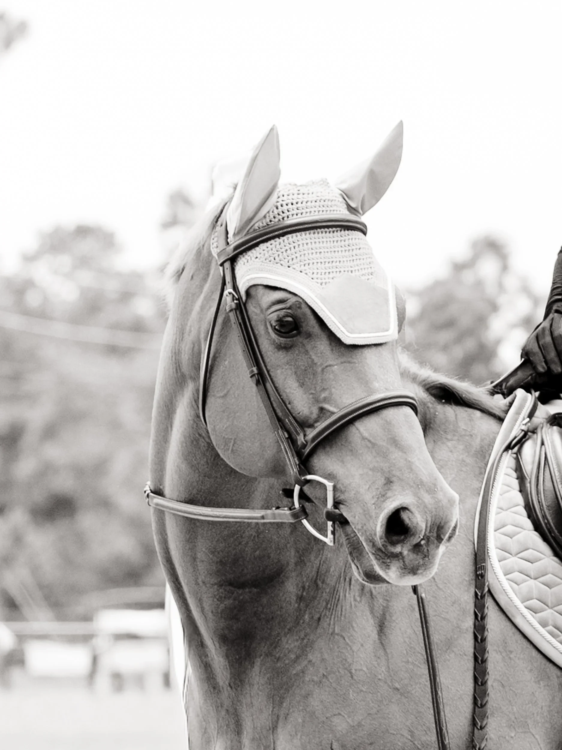 Close-up of a horse wearing a protective eye mask, ears covered with ear bonnets, and a saddle, with a blurred outdoor background.