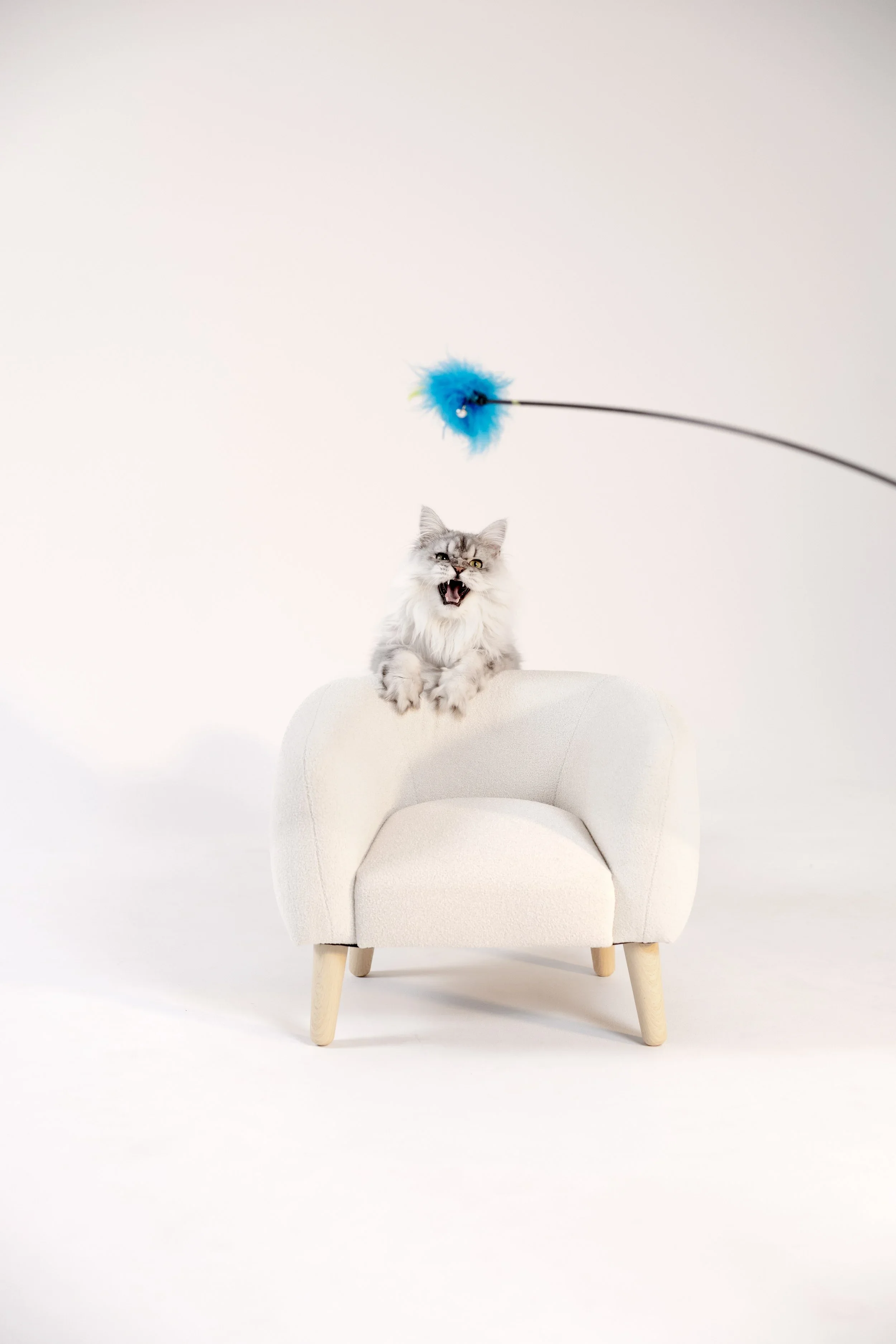 A gray and white long-haired cat sitting on a white armchair, with its mouth open, facing forward. There is a blue fuzzy toy on a stick above the cat's head against a plain white background.