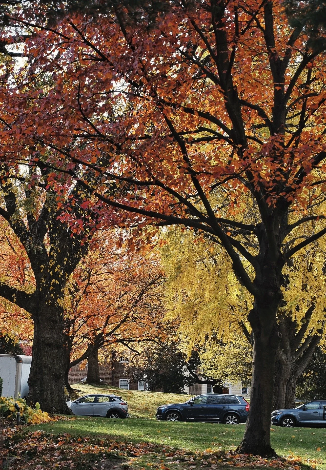 Tree-lined street with vibrant autumn foliage, cars parked along the street, and a house in the background.