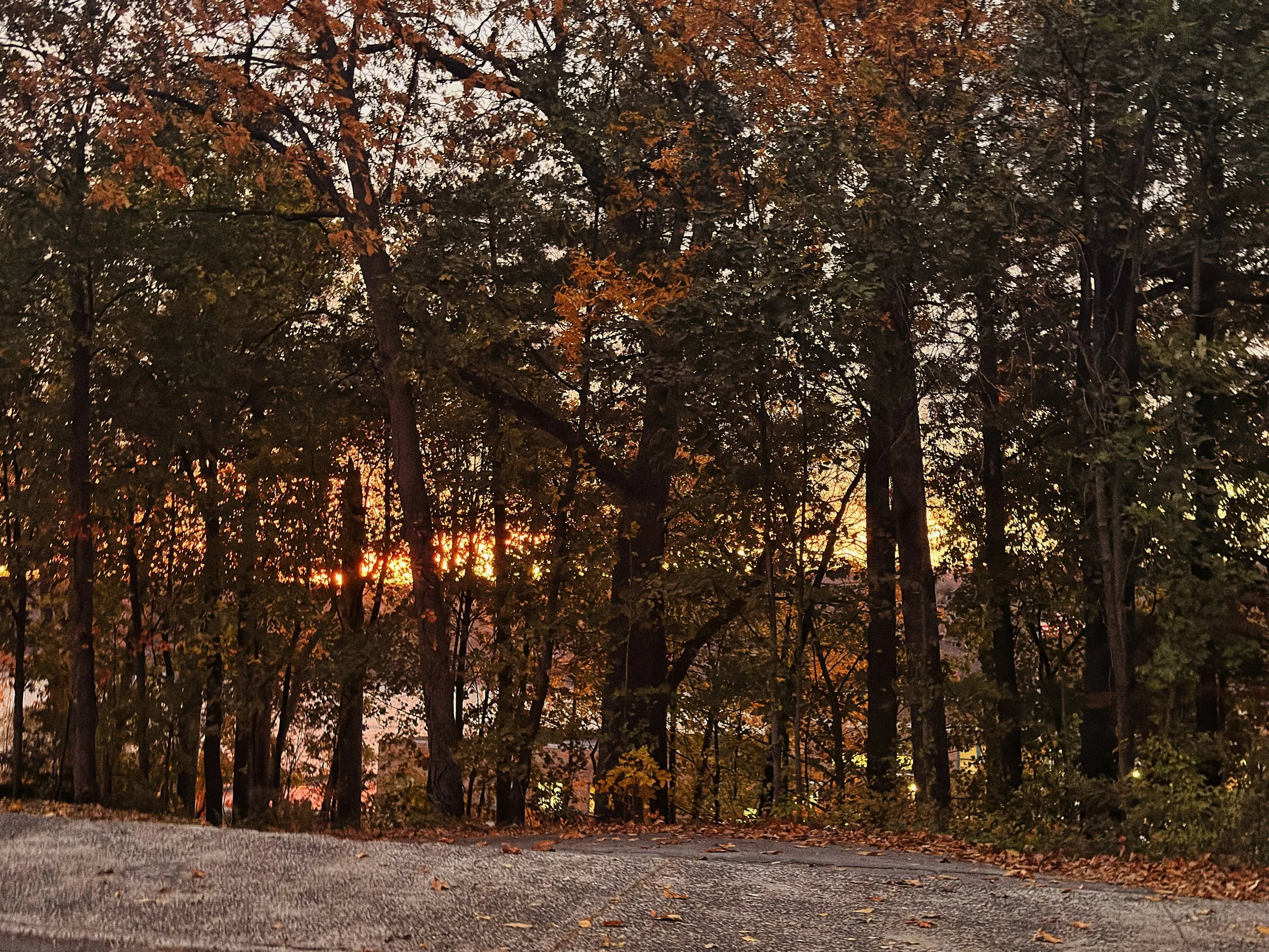 A street lined with trees showing fall foliage at sunset, with a paved road and scattered leaves on the ground.