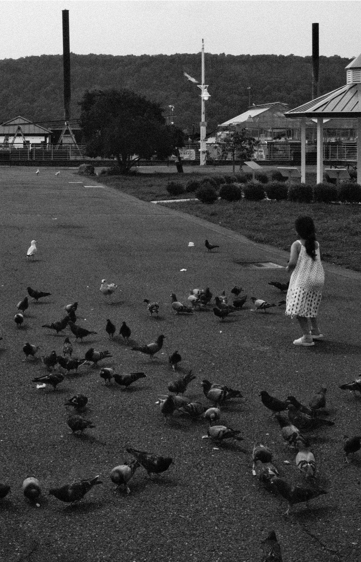 Pigeons at Play Photo Print