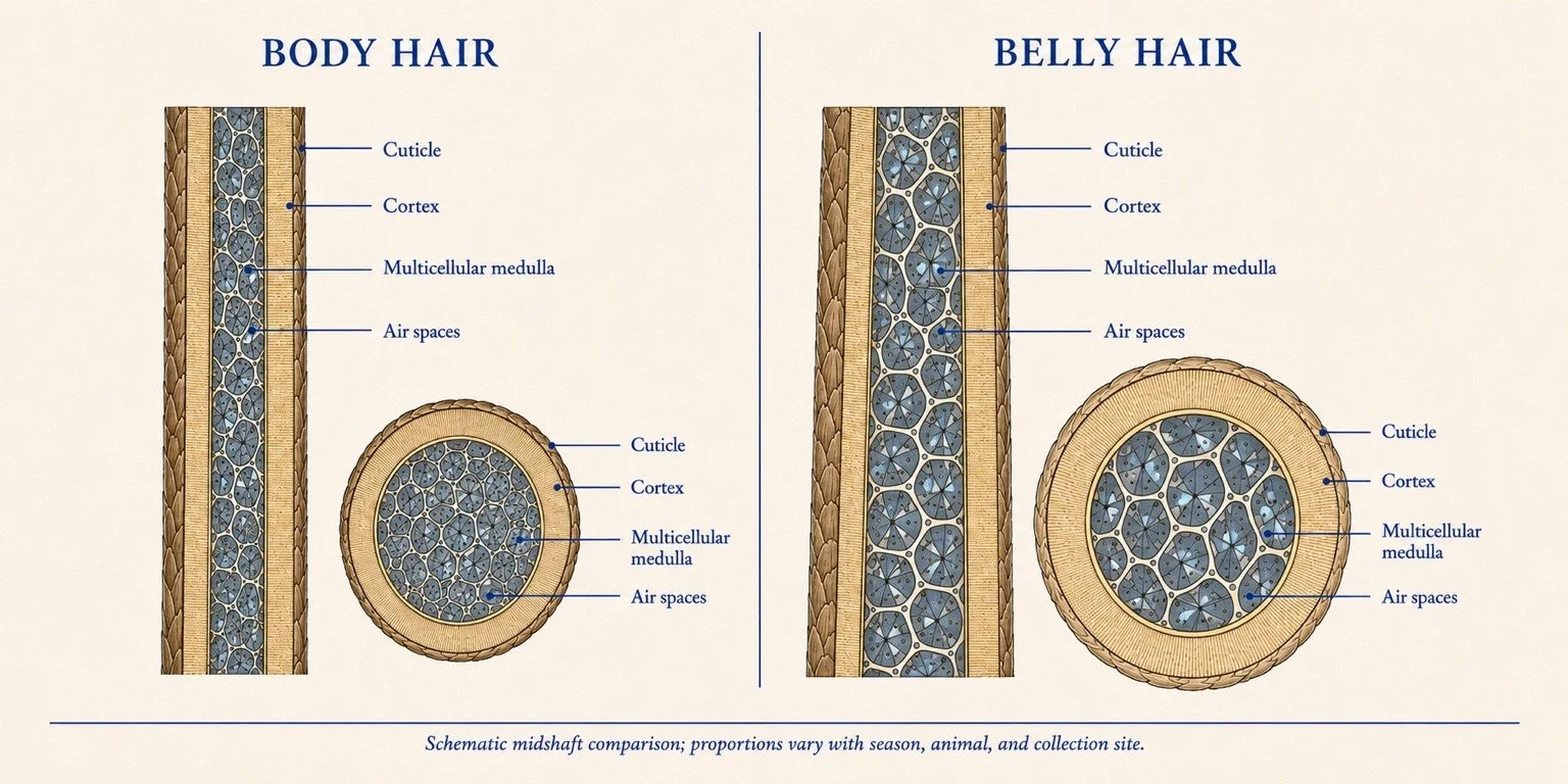 Labeled comparison of body and belly deer hair, showing cuticle, cortex, cellular medulla and air spaces.