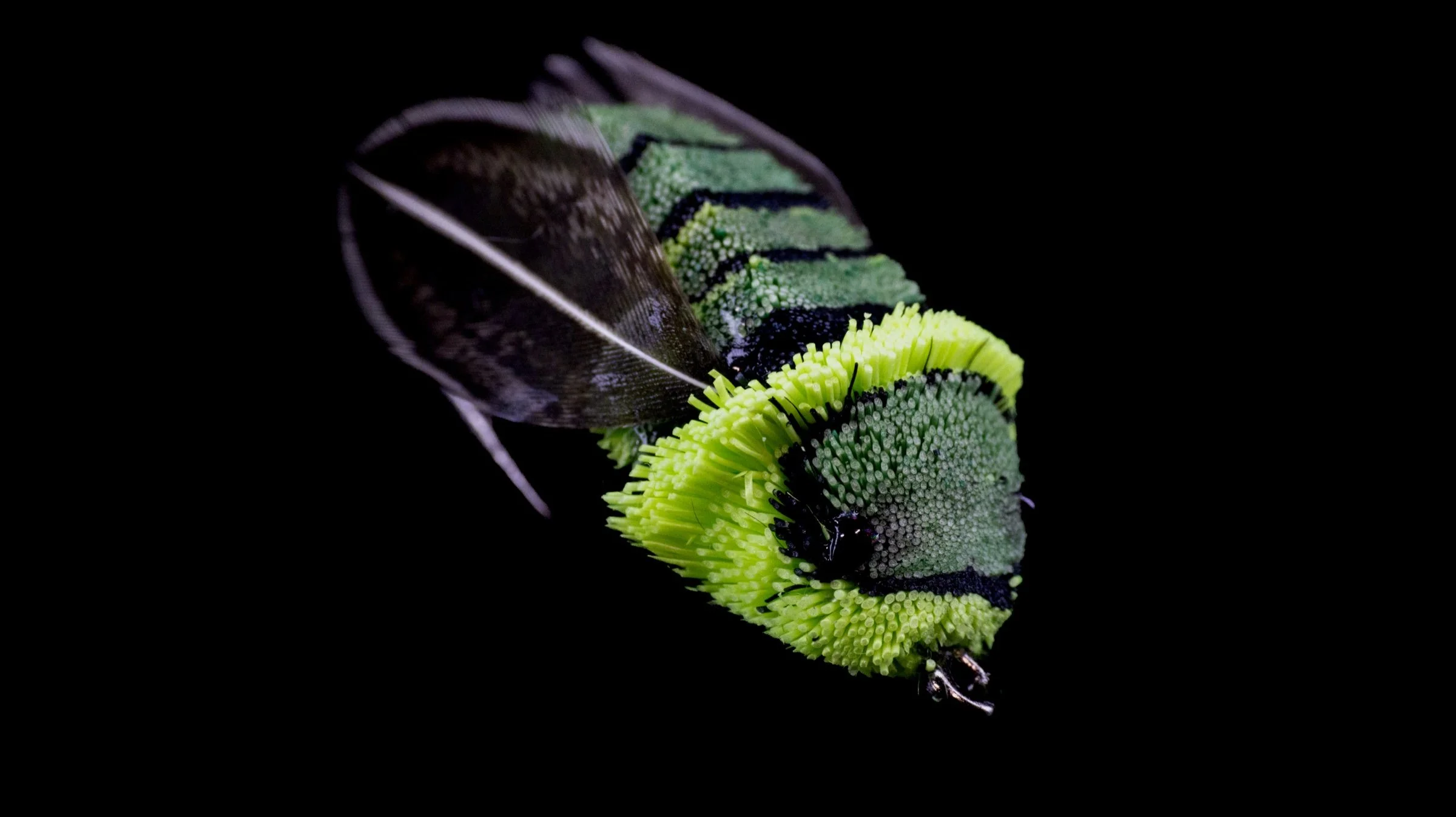 Heritage. Green-and-black cicada-style fly with a pale collar against a dark background.