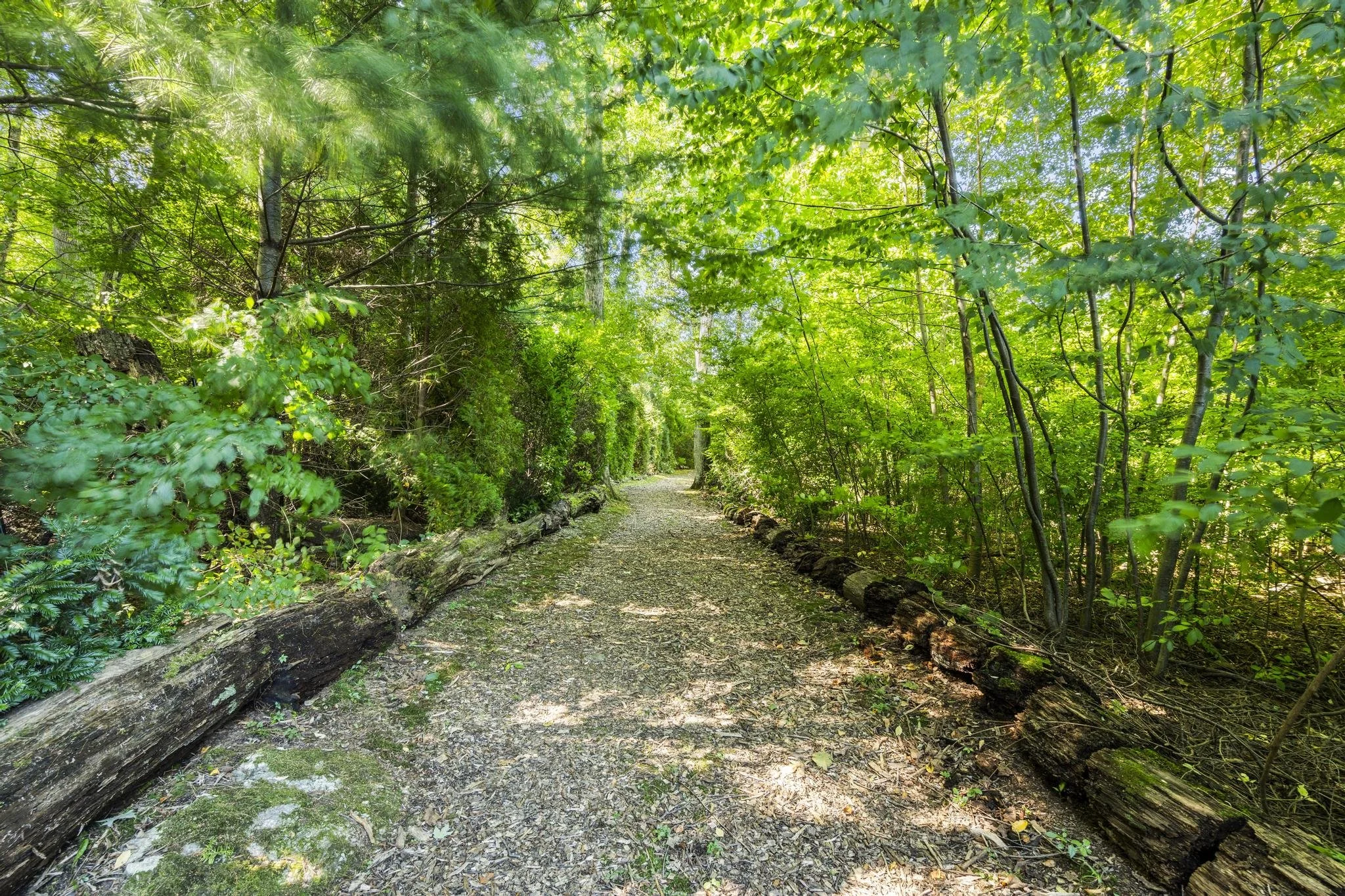 A forest trail surrounded by dense green trees with sunlight filtering through the leaves.