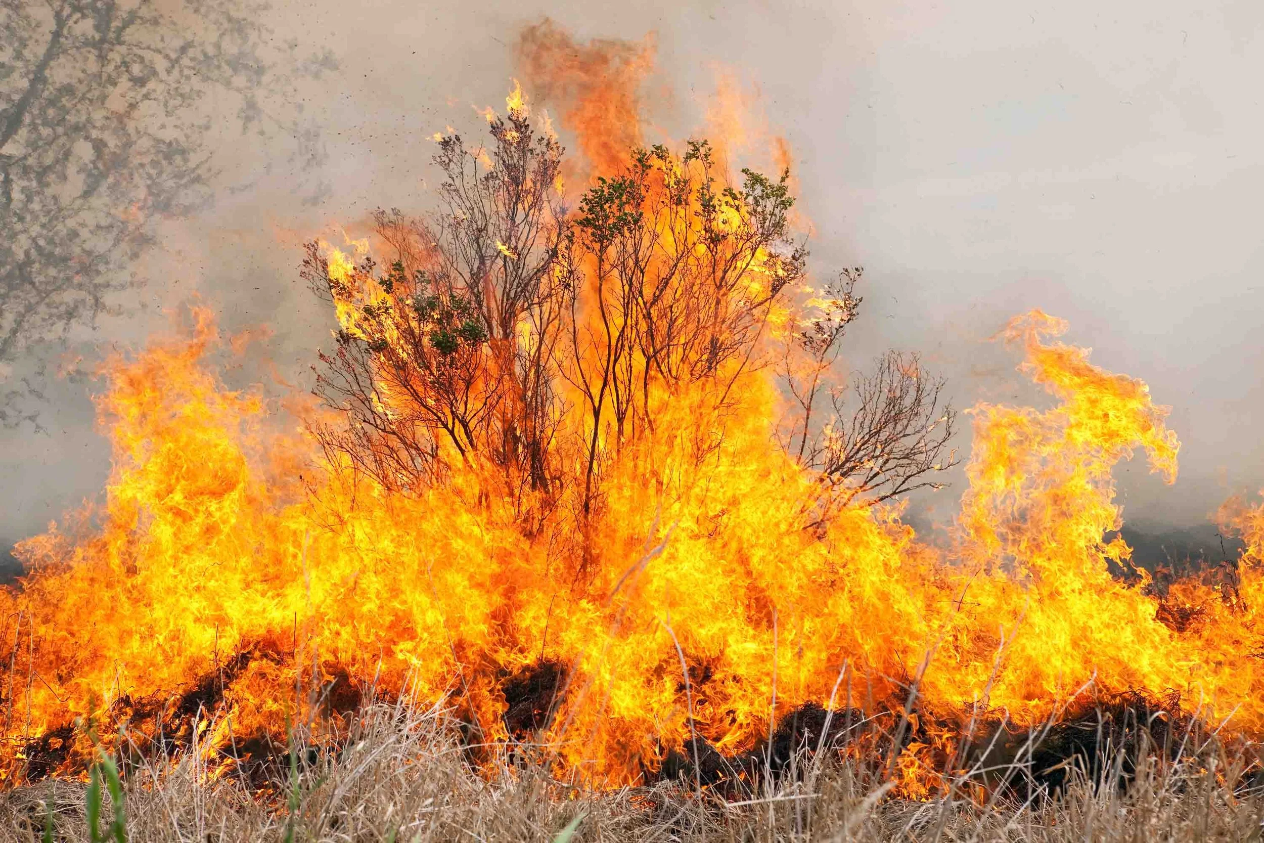 A bush on fire. Photograph by BanksPhotos | iStock. Bush on fire.