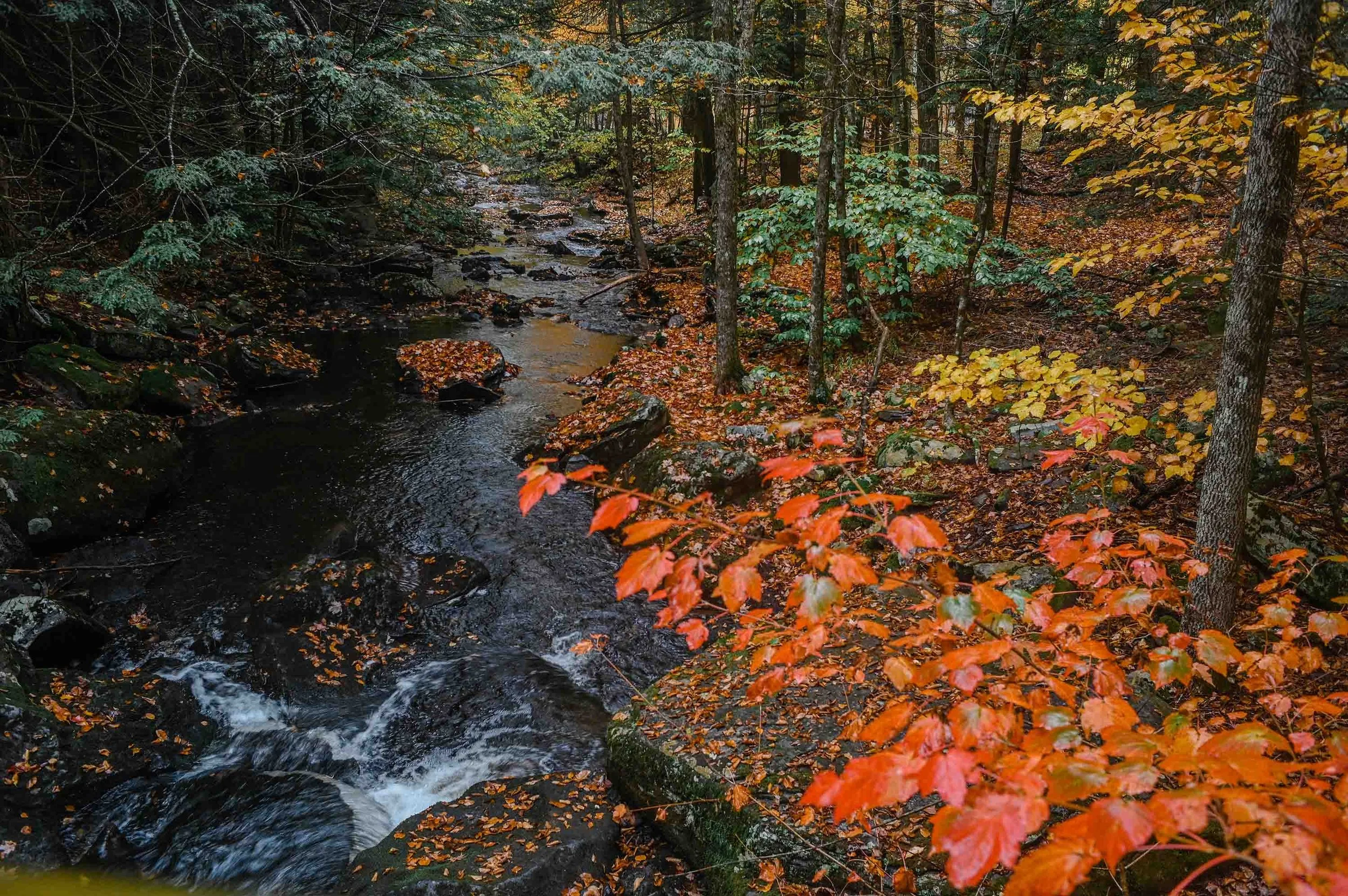 Woodland scene. Creative Commons by 2.0, Attribution 2.0 Generic. Hudson Valley woods. Photograph by Monika Murren; Flickr.
