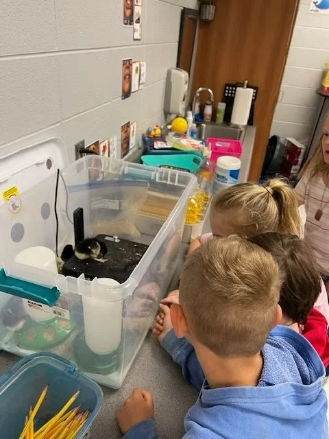 Students observe chicks in their classroom through Chick Checkout.