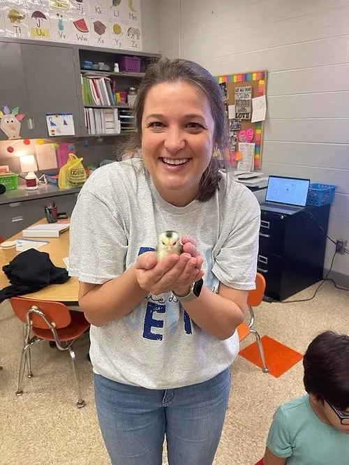A teacher holds a newly hatched chick during classroom agricultural learning.