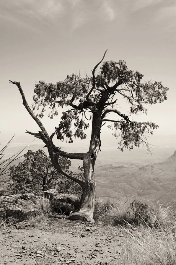 south-rim-tree.jpg