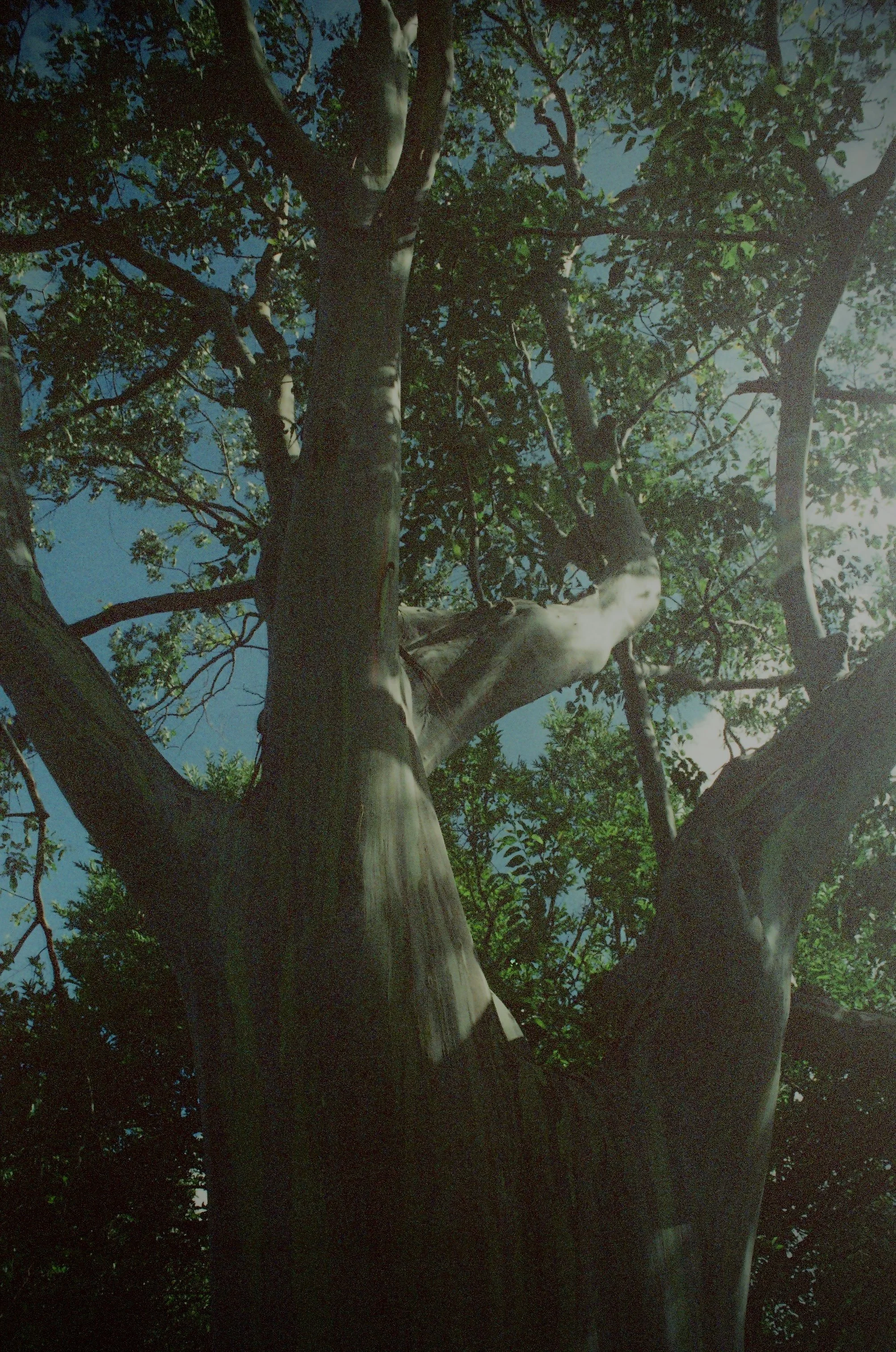 Scan52437.jpg