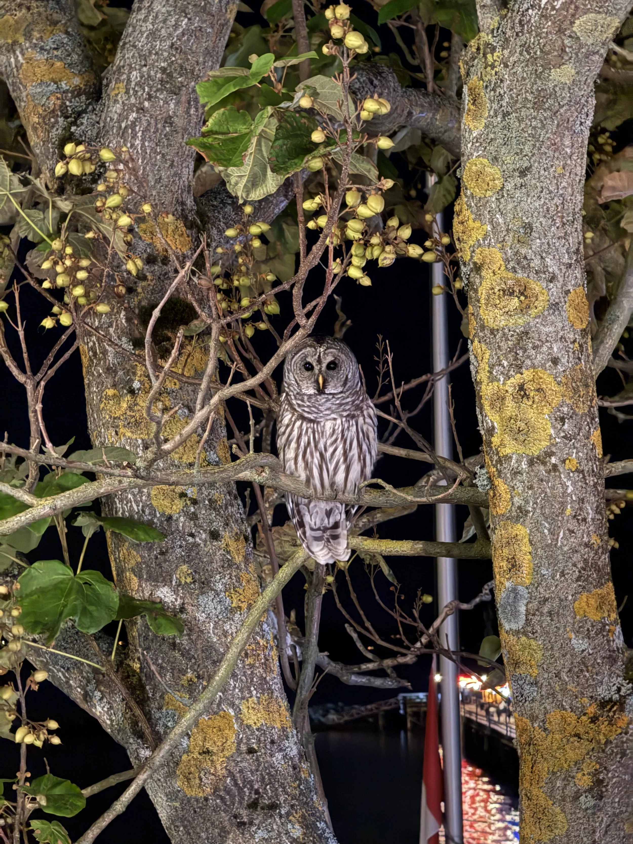 Owl