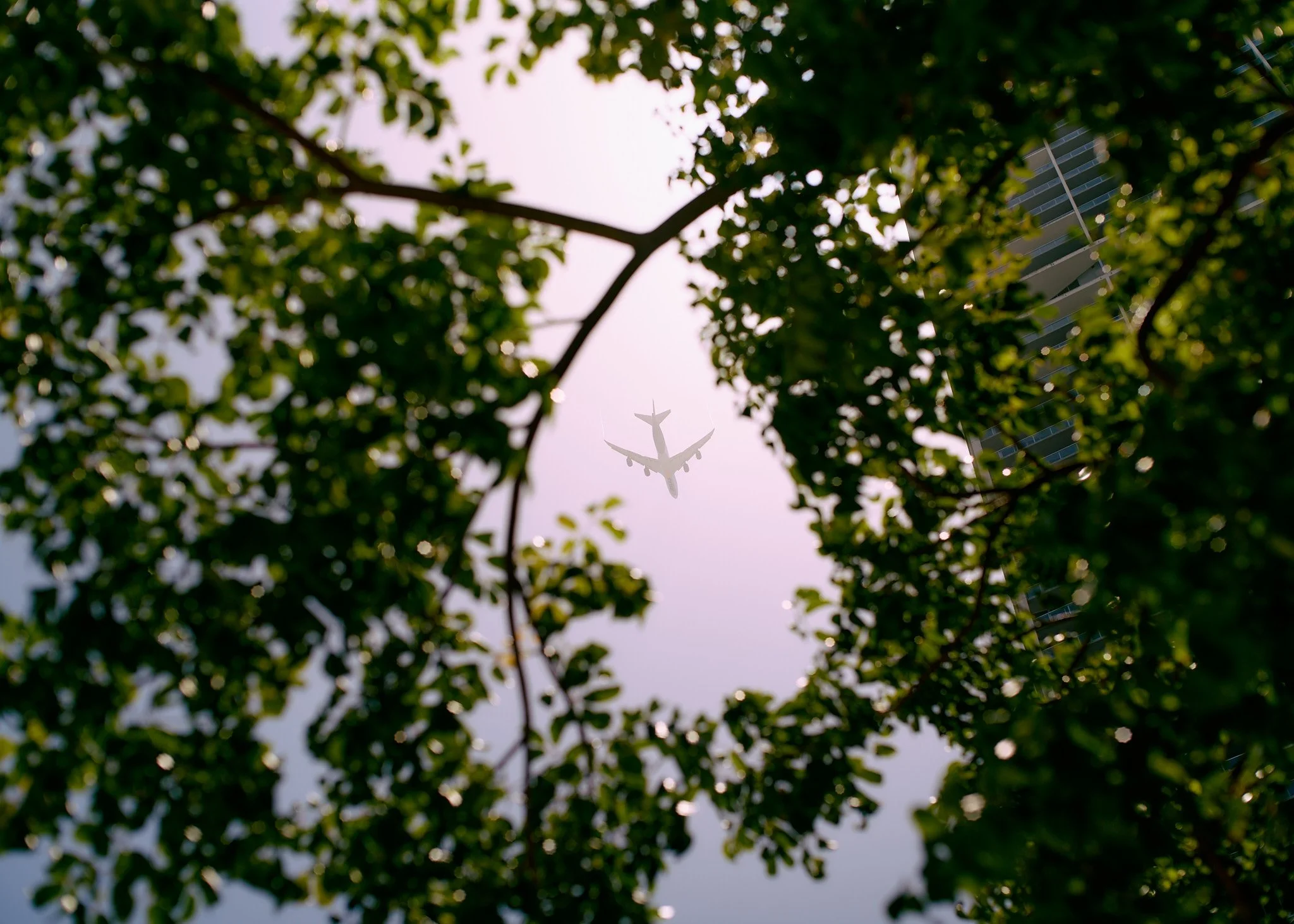 An airplane flying in the sky, seen through the gaps of green tree leaves and branches with a building on the right side  by Matt Ellis