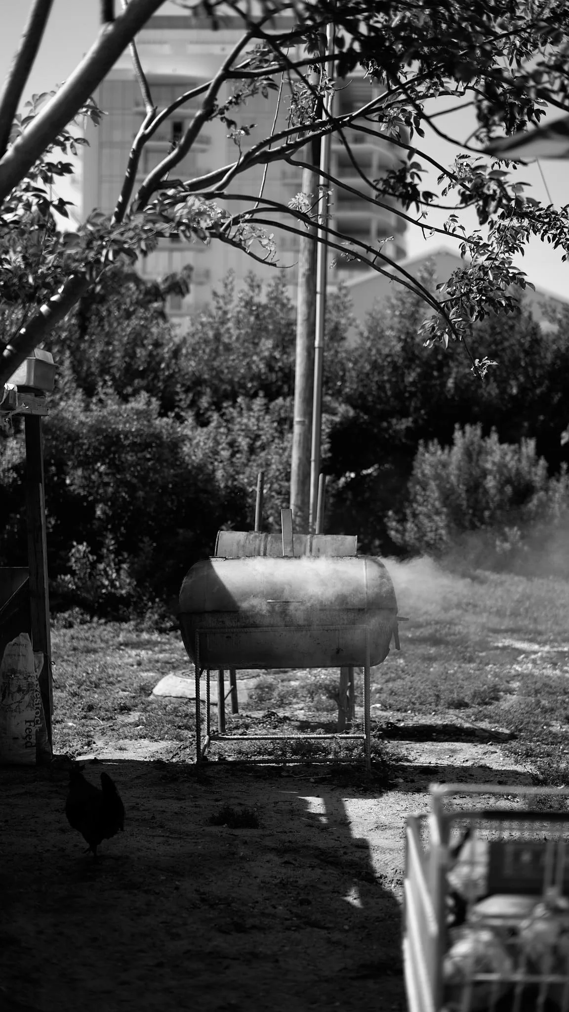A black and white photograph of a garden scene showing a metal grill emitting smoke, surrounded by trees and bushes. There is a chicken on the ground in the foreground.