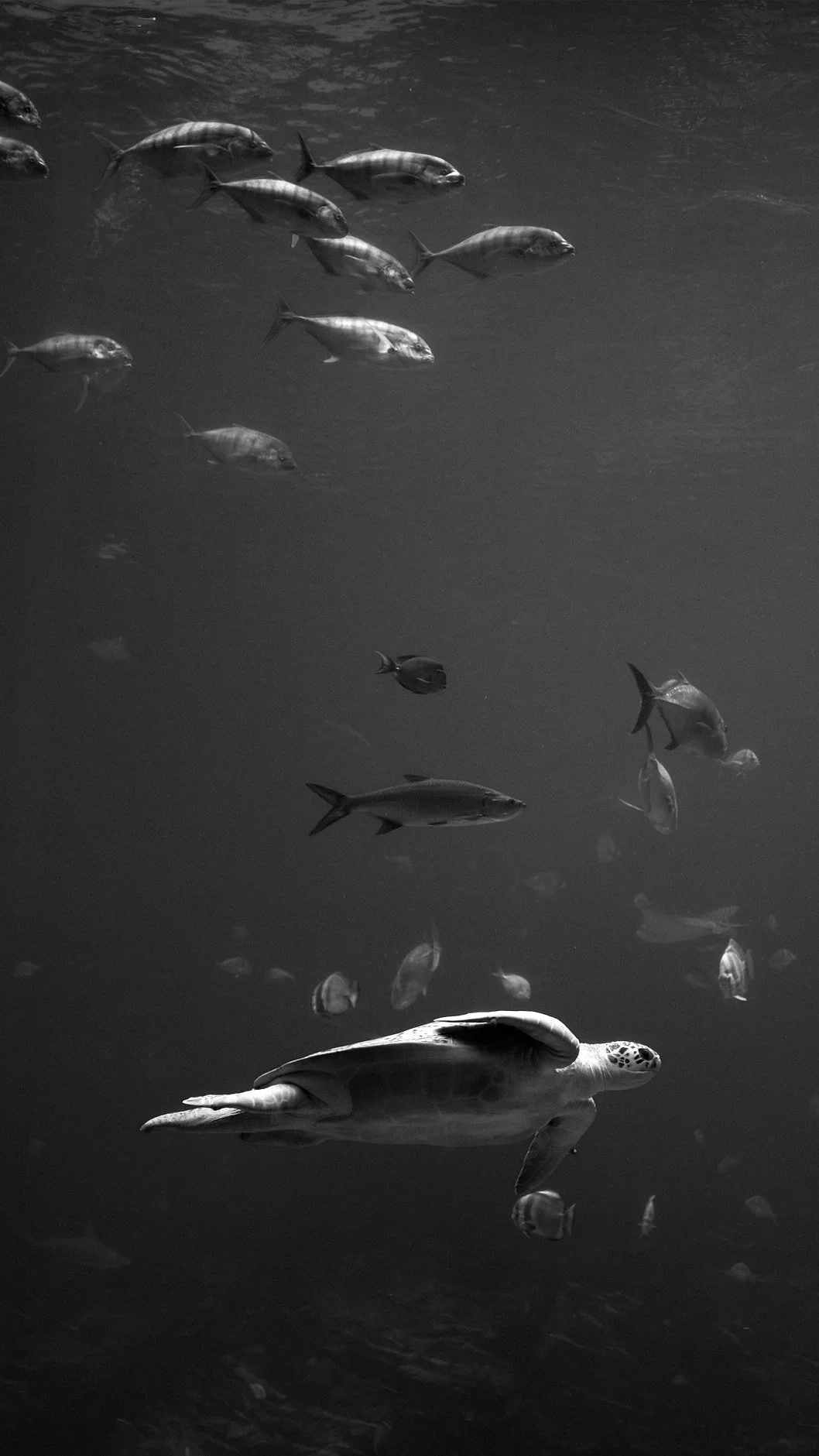 A group of fish swimming underwater, including a turtle at the front, in black and white.