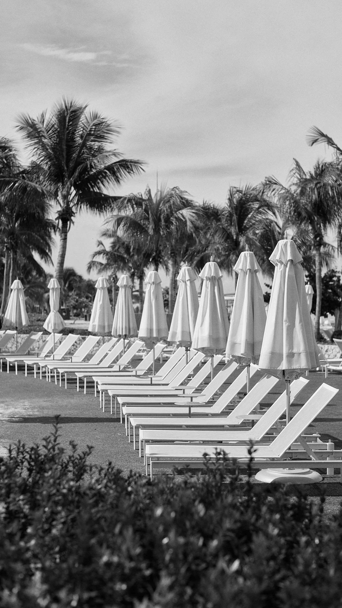 Row of empty lounge chairs with umbrellas on a sunny beach or poolside area, surrounded by palm trees.