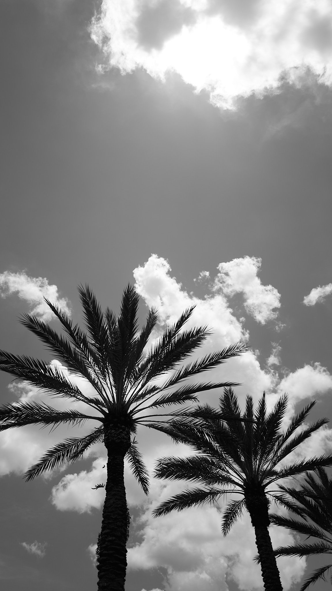 Two tall palm trees with long fronds against a partly cloudy sky.