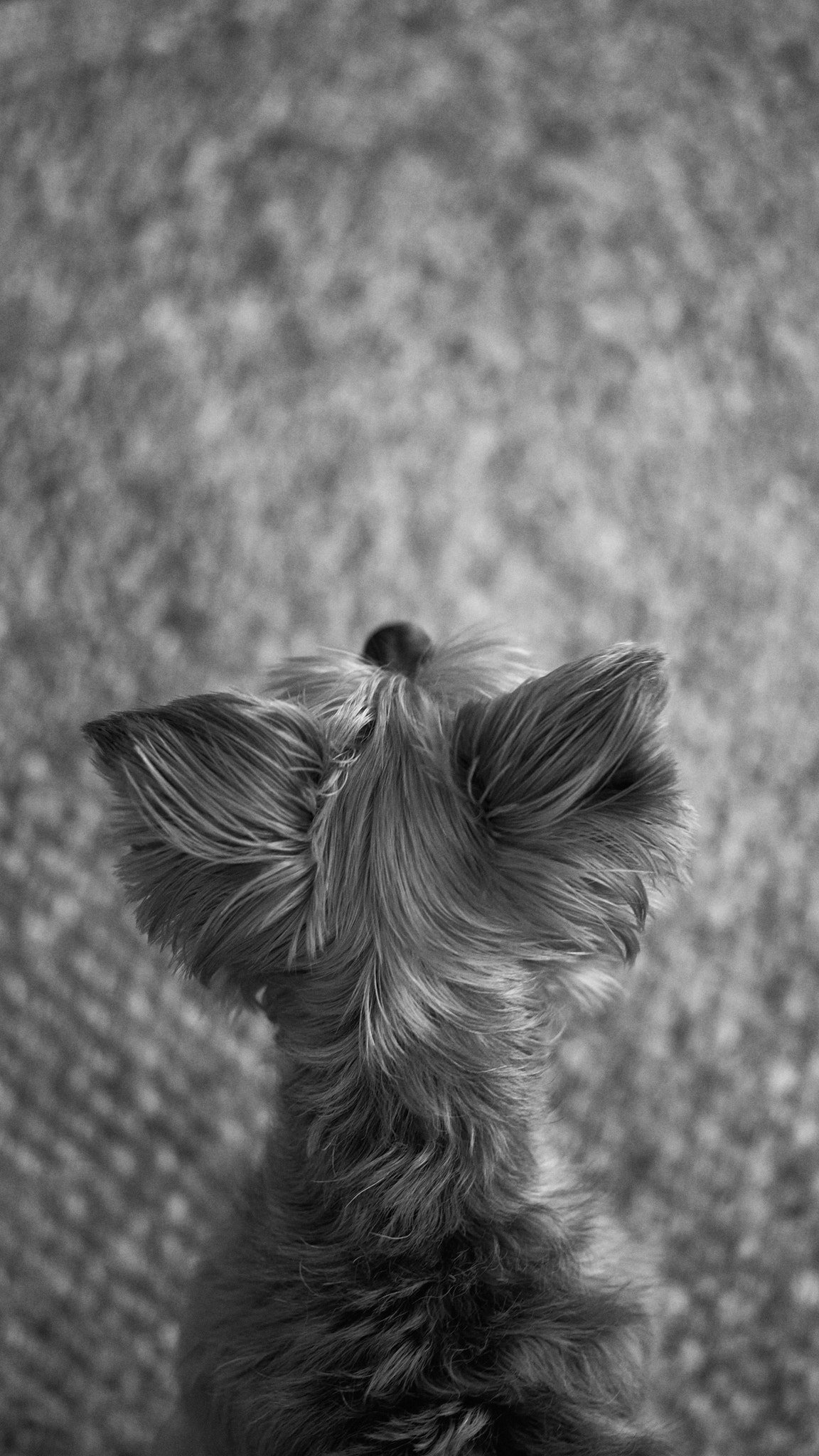 Black and white photo of a small dog, seen from above, with large ears and fur.
