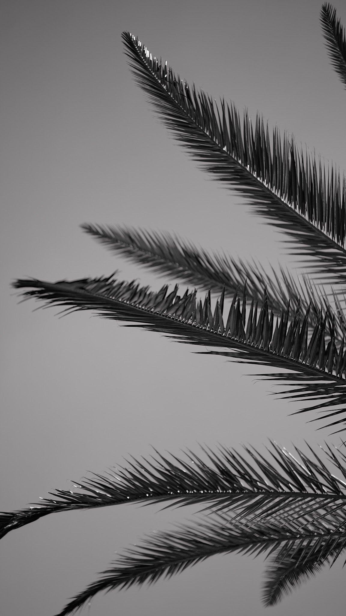 Black and white close-up of palm tree fronds against a gray sky.