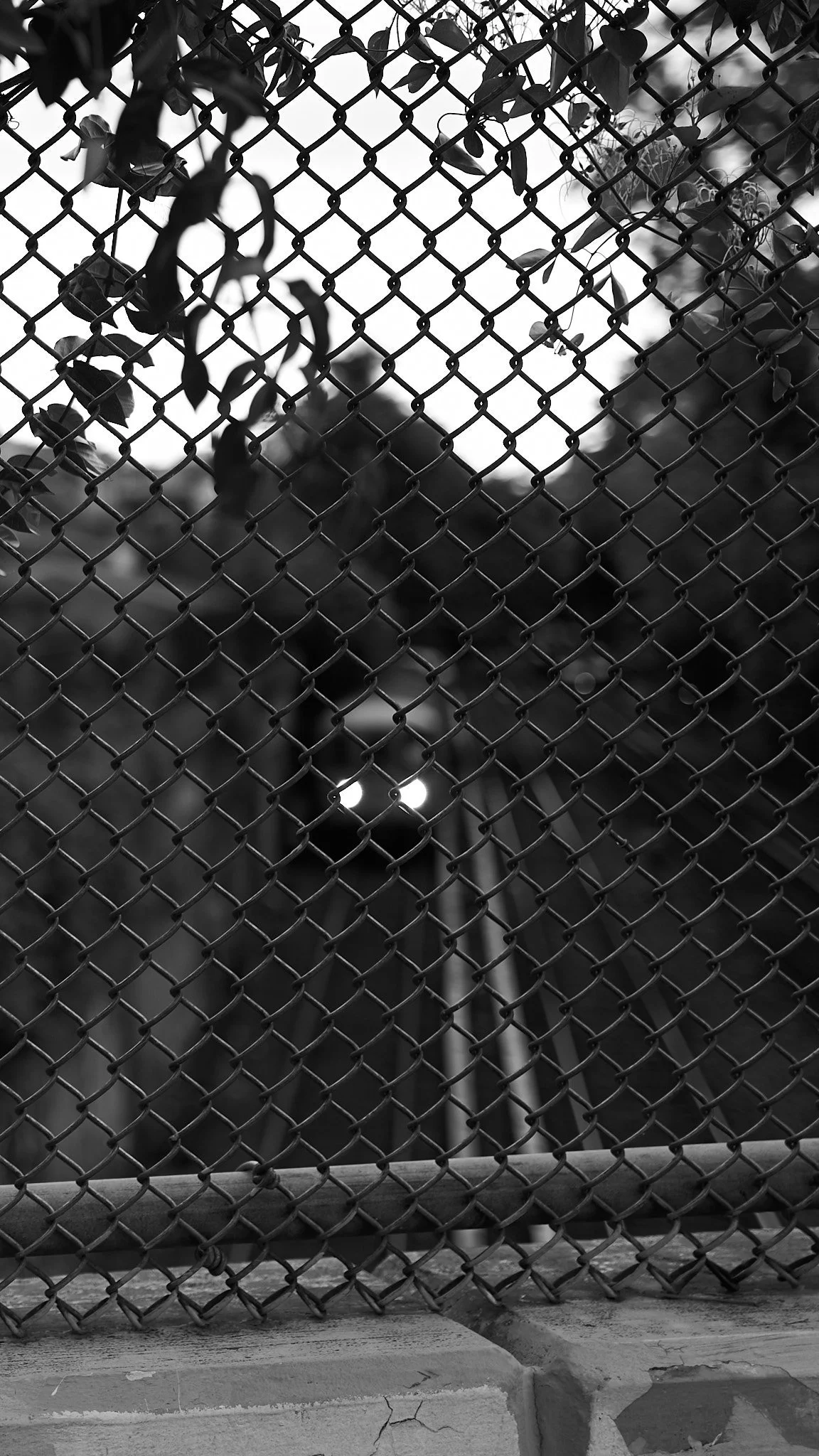 A chain-link fence with some branches and leaves hanging from the top. Behind the fence, there's a blurry streetlamp and part of a building in the background, captured in black and white.