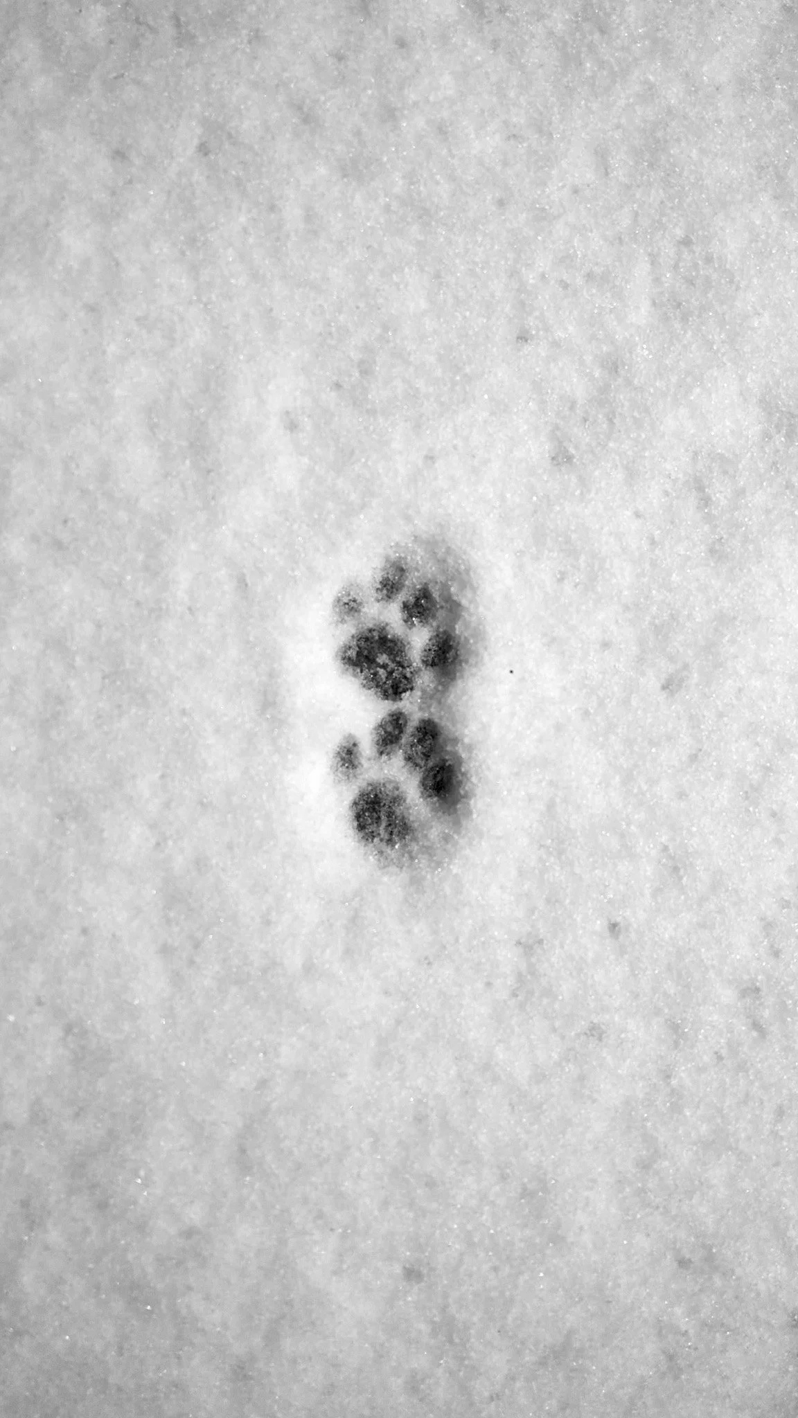 A single animal paw print in the snow.